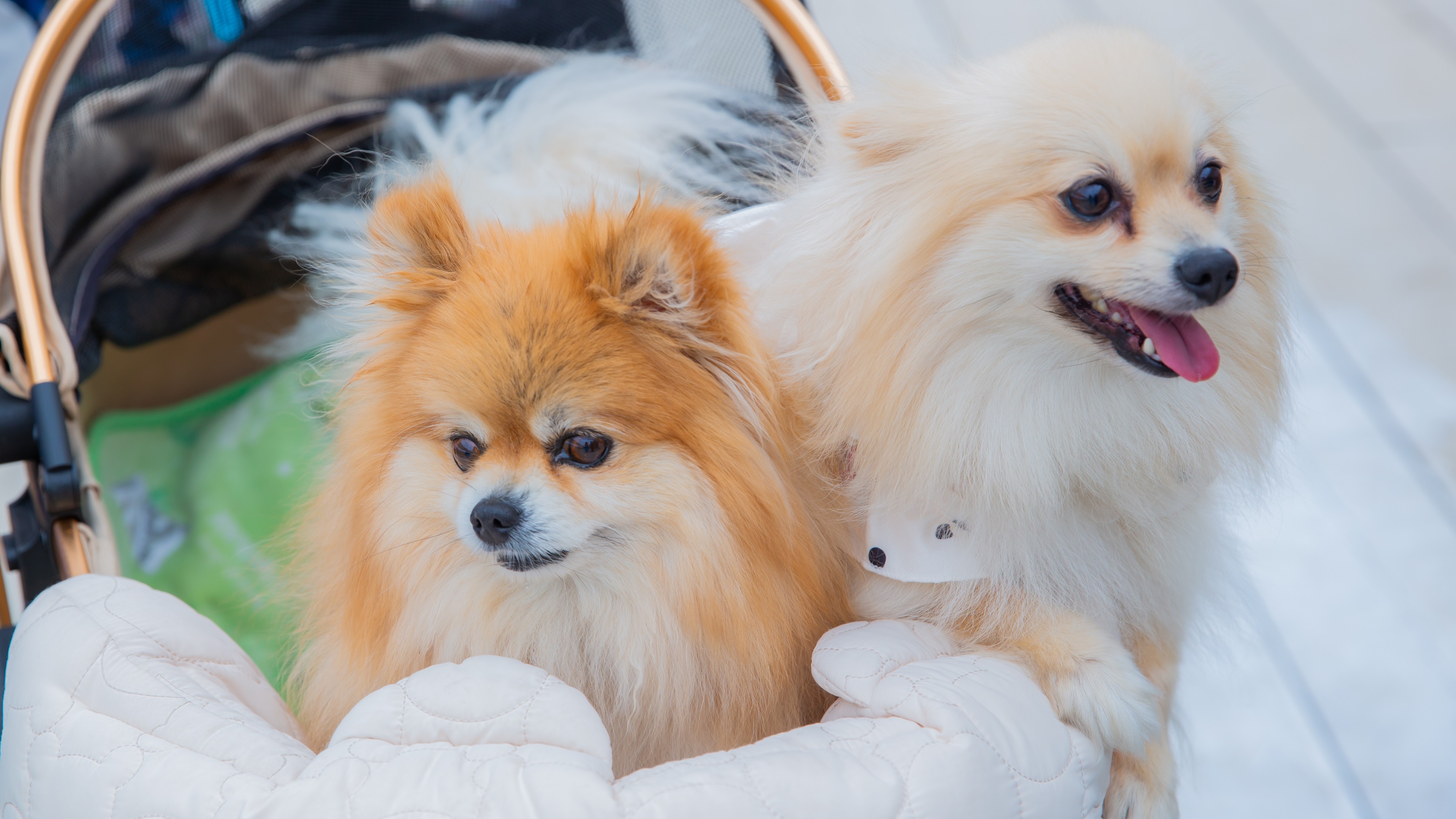 Long Vacation Resortご利用もワンちゃん同伴OK！