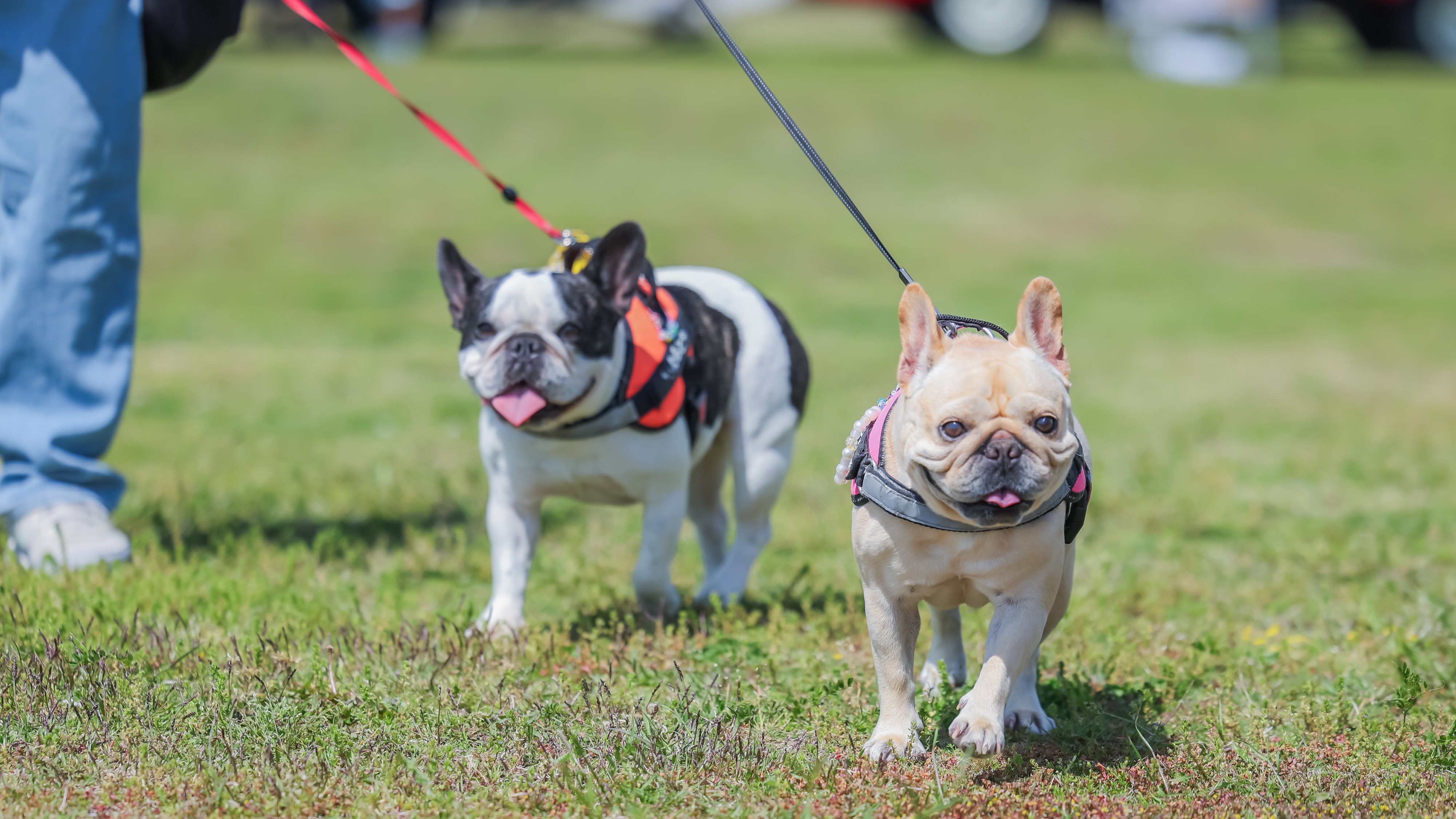 開放的な海辺のドッグラン