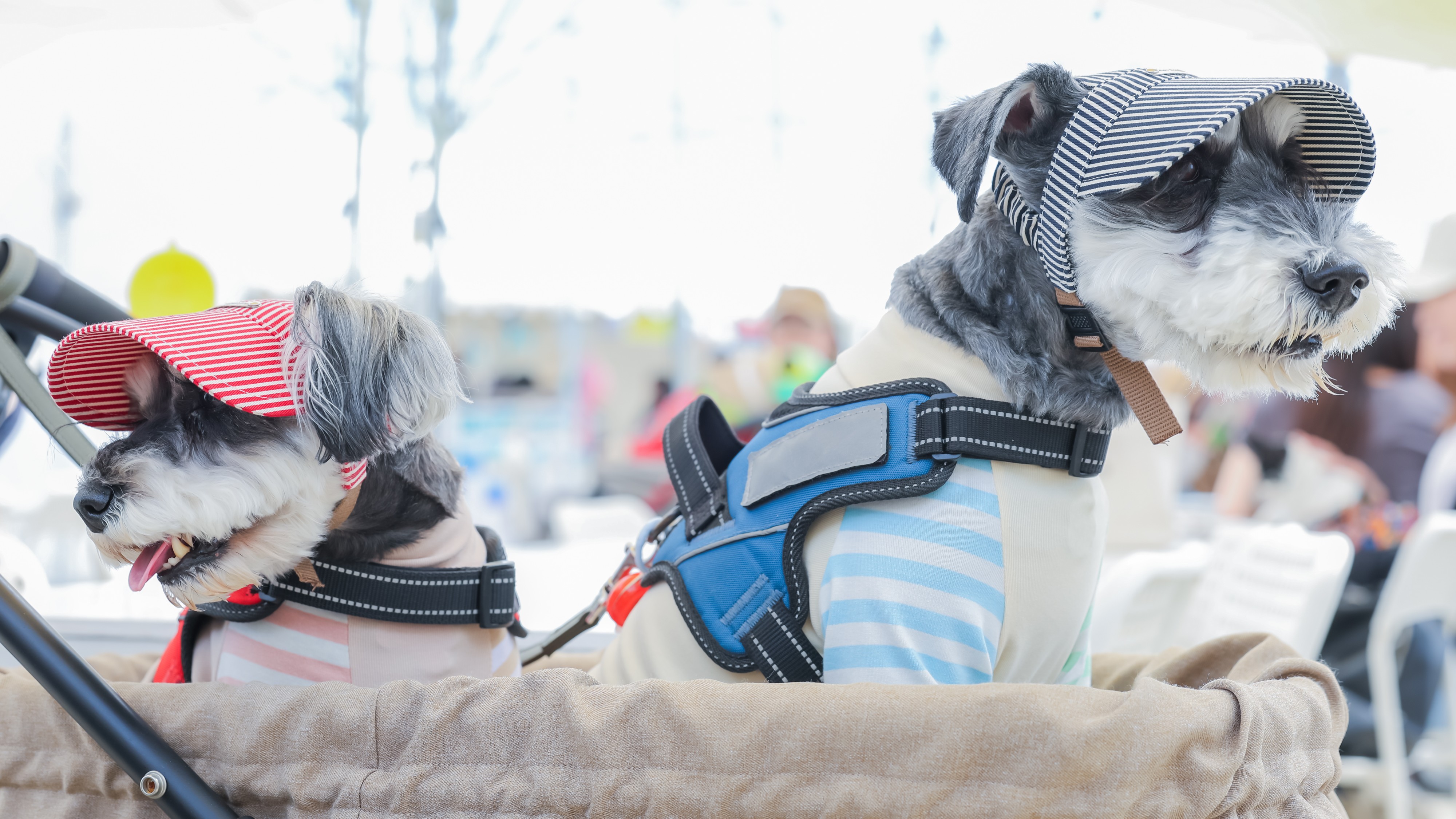 Long Vacation Resortご利用もワンちゃん同伴OK！