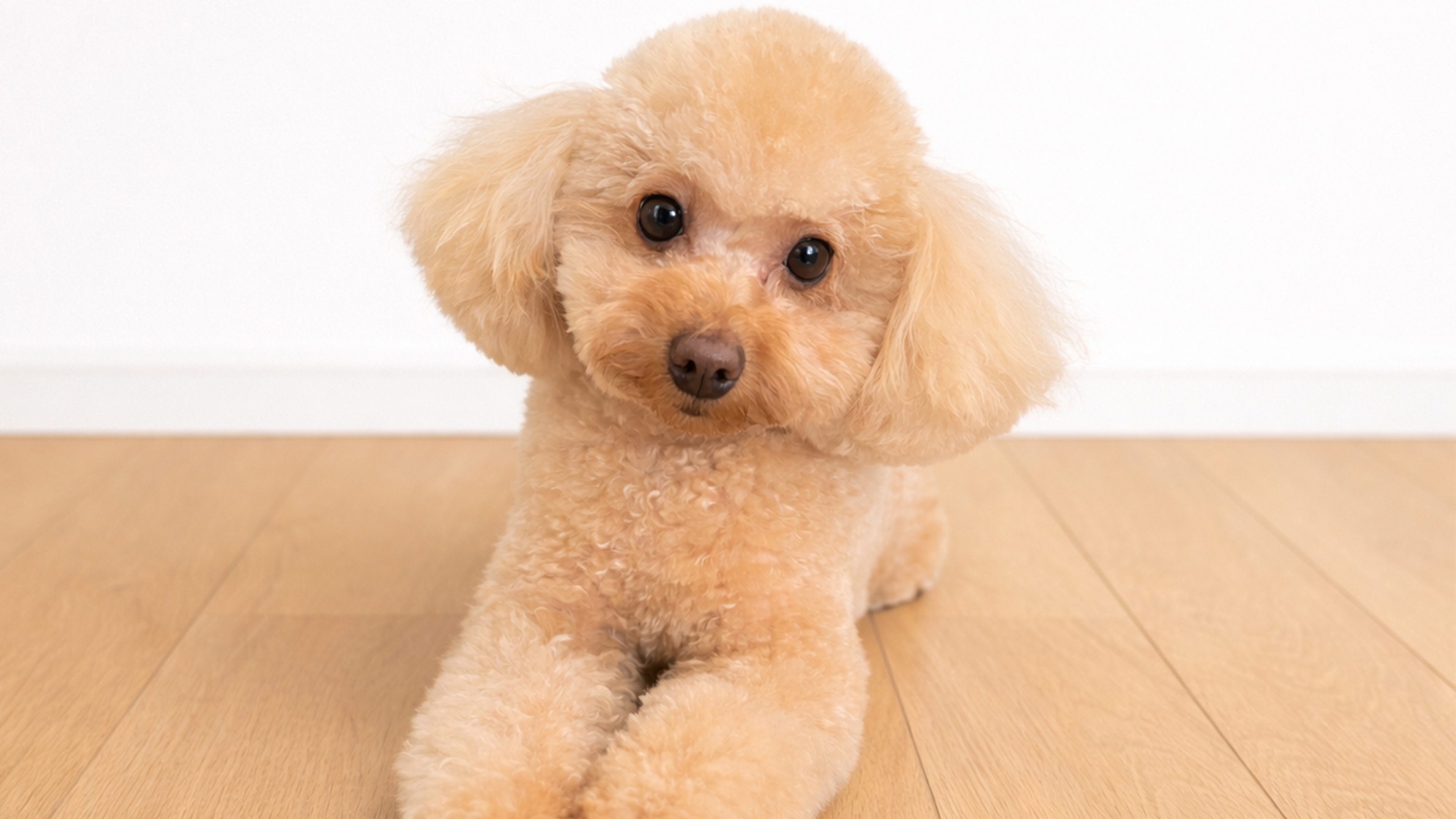 【ペット同伴OK】 愛犬と泊まれる／一棟貸し素泊まりプラン（〜４月３０日まで）