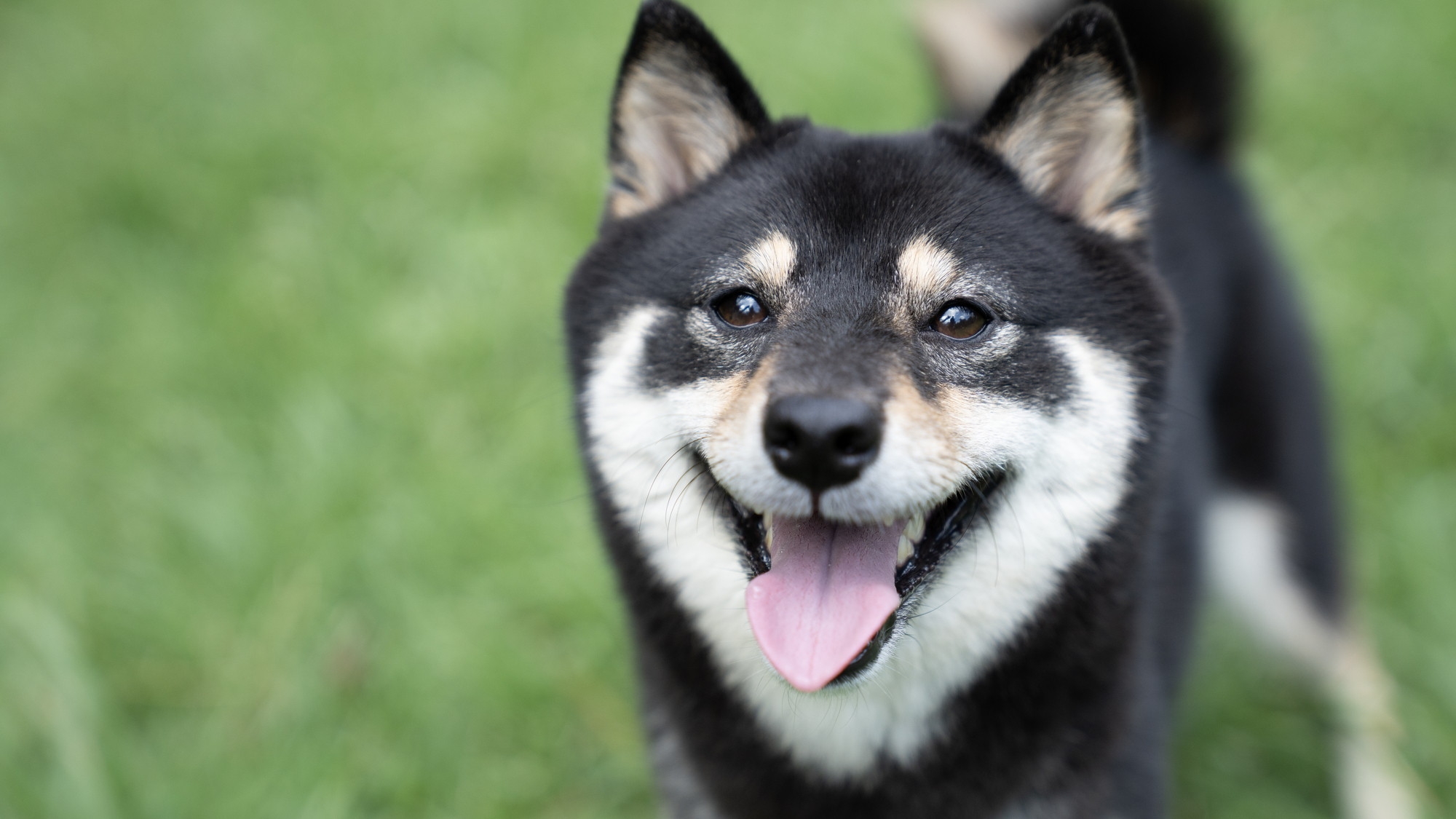 【愛するワンちゃんと一緒にご宿泊】広々とした室内で気兼ねなく遊んじゃおう♪