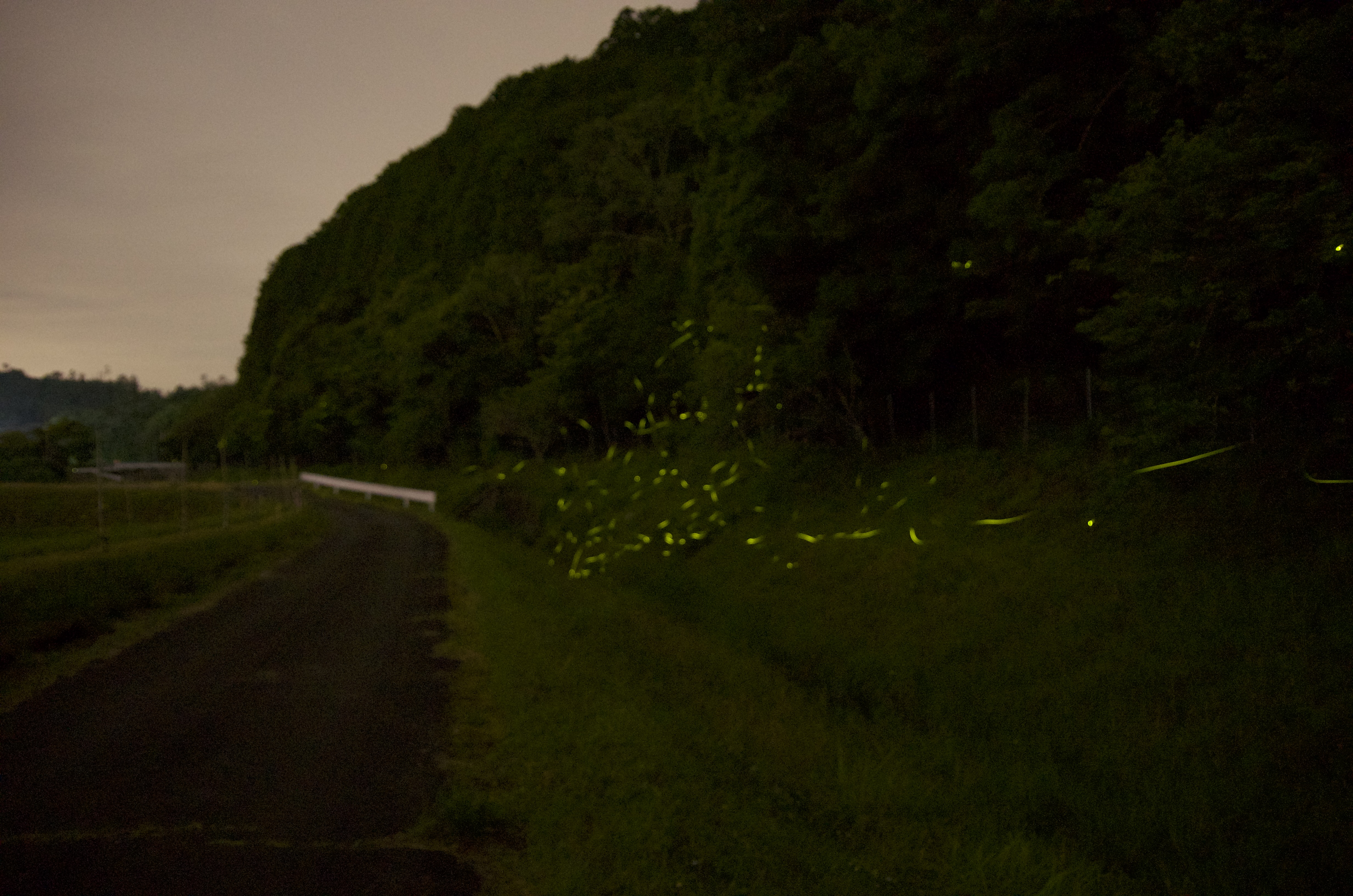 幻想的なホタル