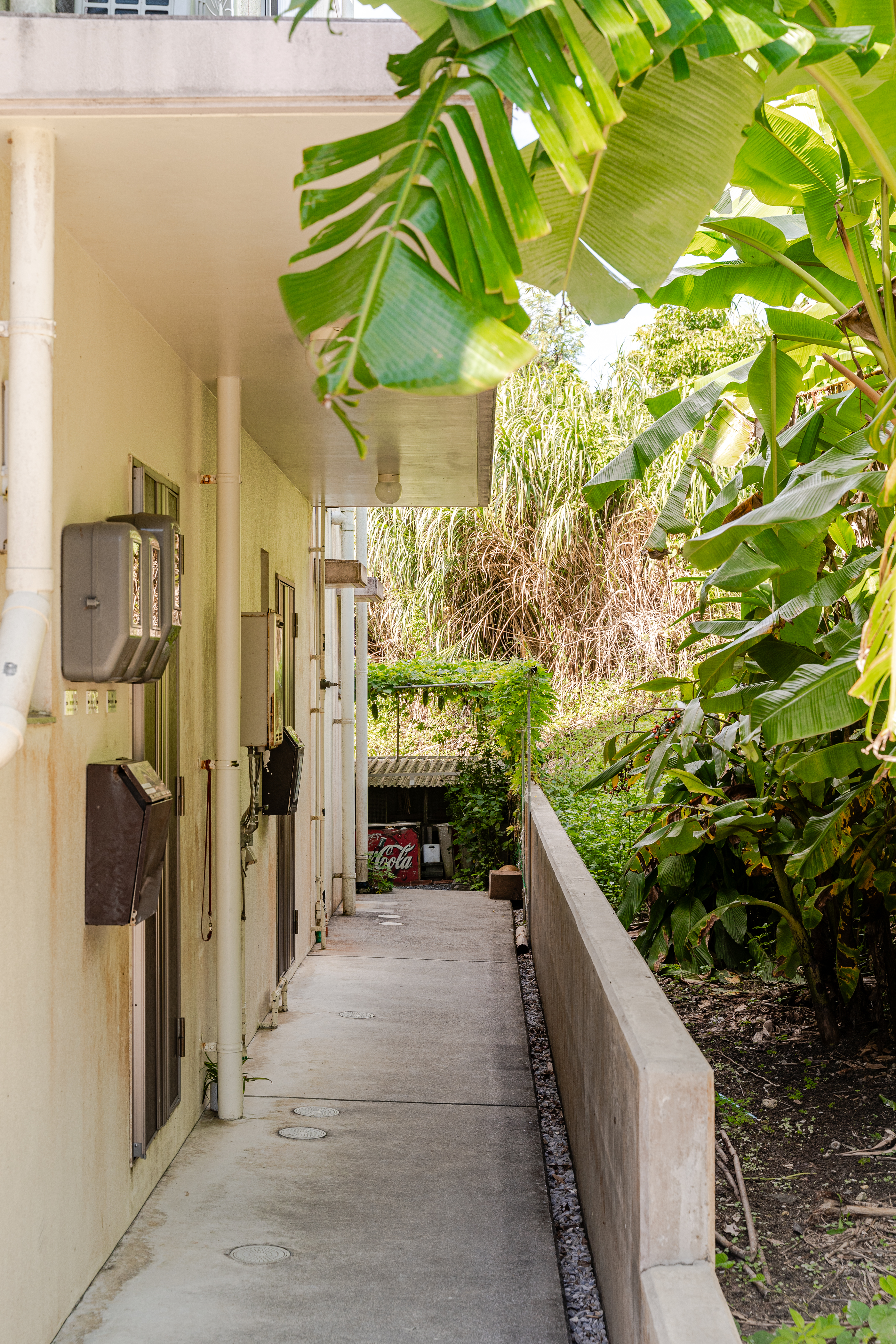 玄関の目の前には沖縄らしくバナナ畑が広がります。夏の夜になると蛍が飛び交います。