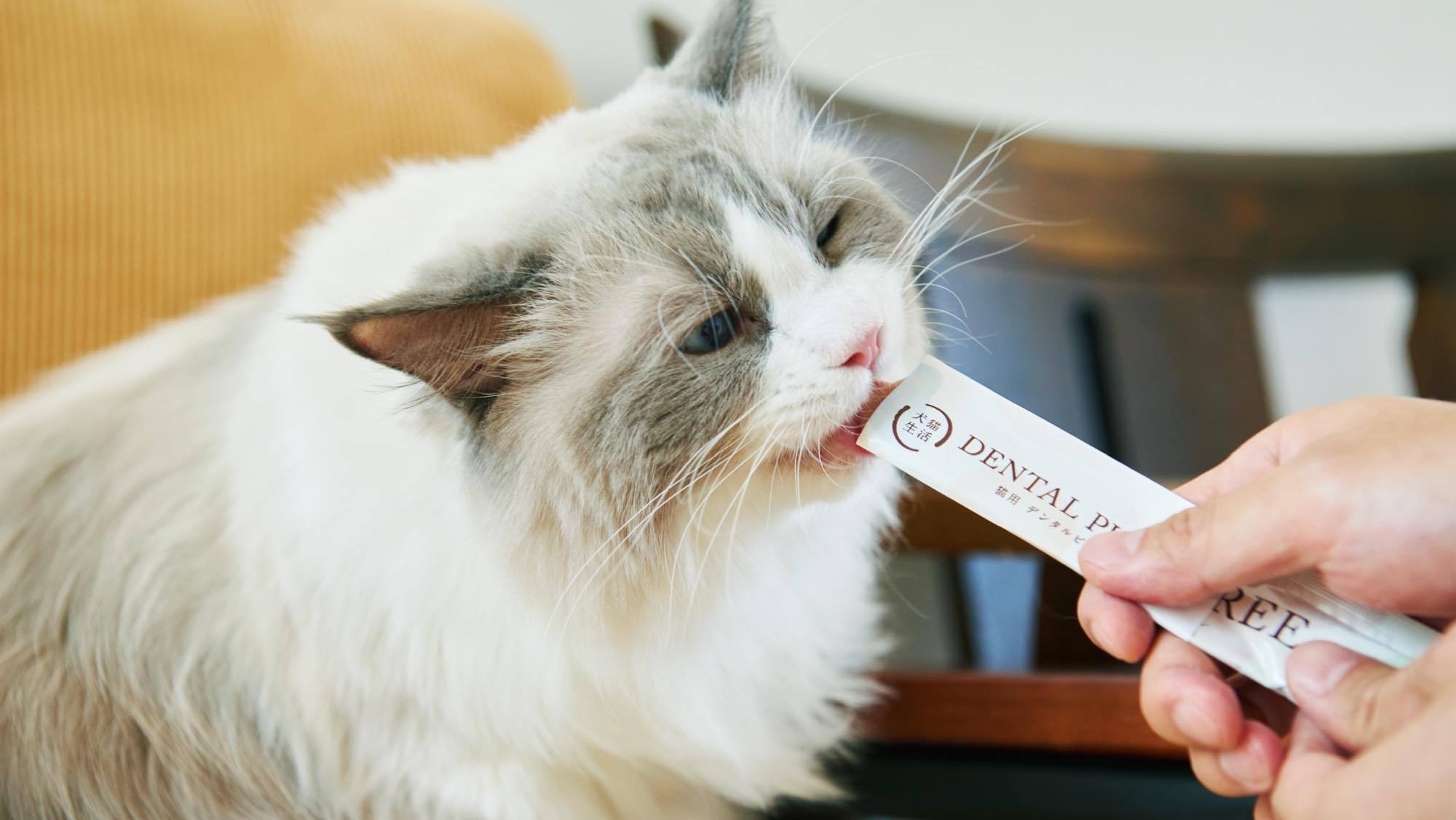 ■愛猫家のための特別滞在【朝食のみ】ペットと泊まれる1棟貸切宿≪5大特典付き≫〜食器・調理器具完備■