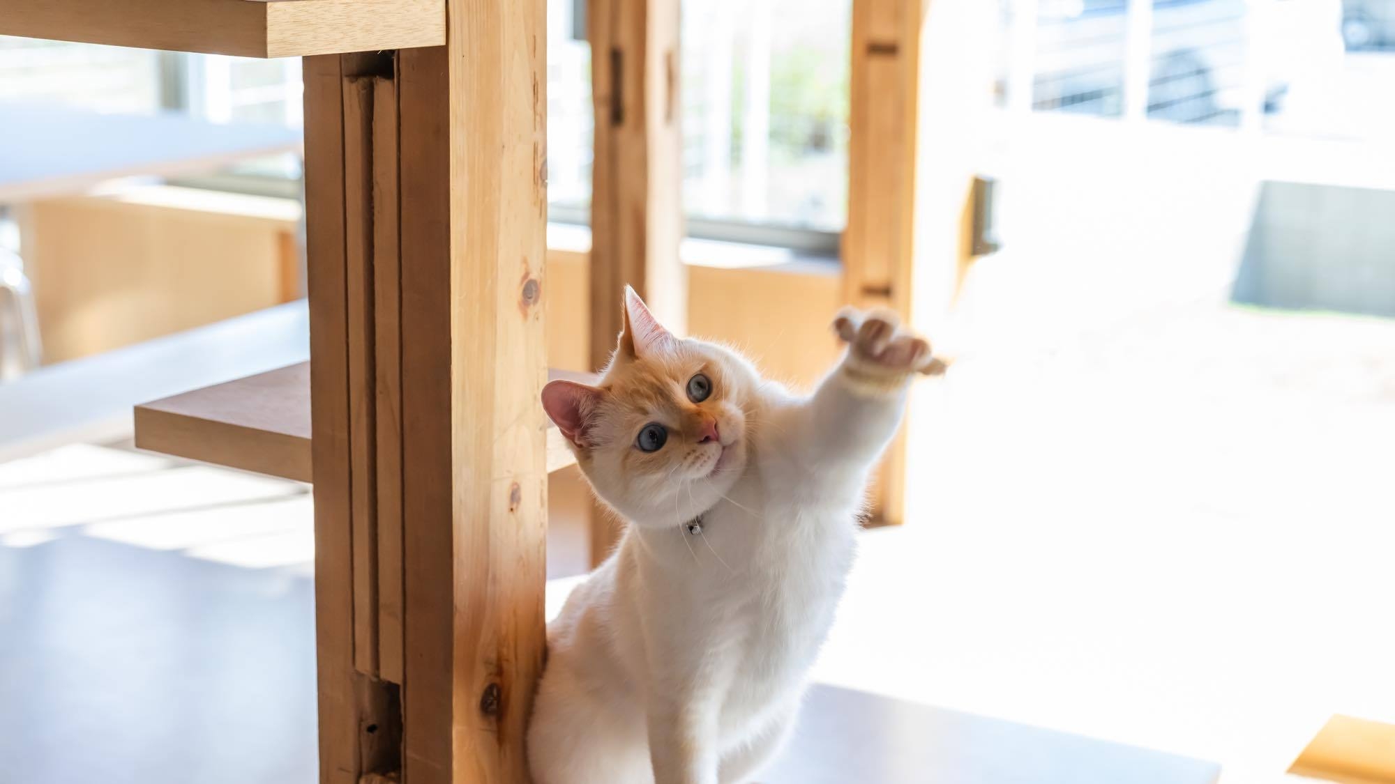 ■愛猫家のための特別滞在【朝食のみ】ペットと泊まれる1棟貸切宿≪5大特典付き≫〜食器・調理器具完備■