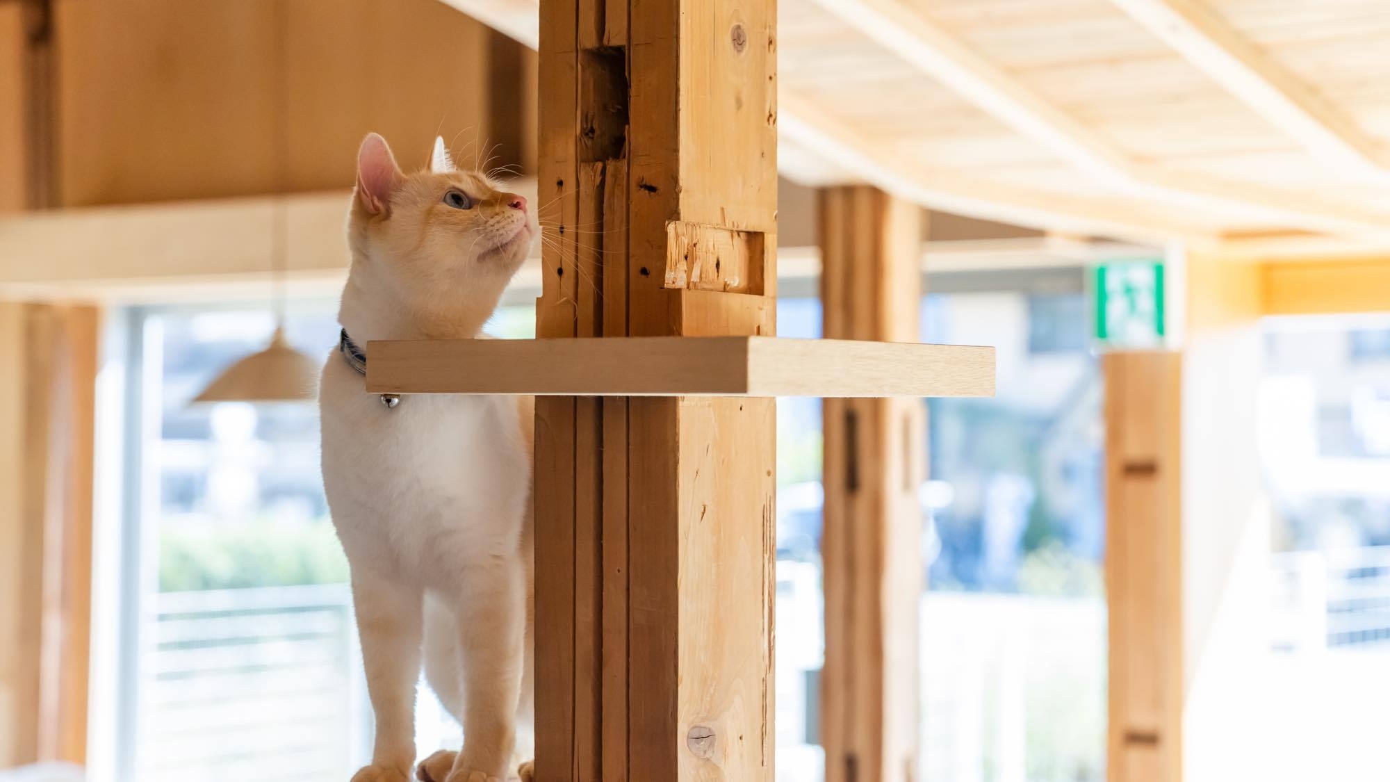 ■朝食のみ【ペットと泊まれる1棟貸切宿】朝食はスモークチキンのパニーニ〜ペット無料・頭数制限なし■