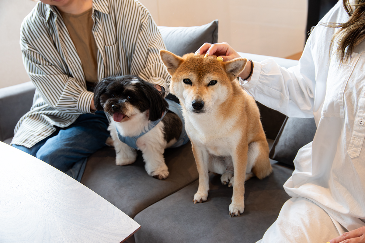 *【リビング（ペット）】快適な空間でペットとの思い出を作りを。