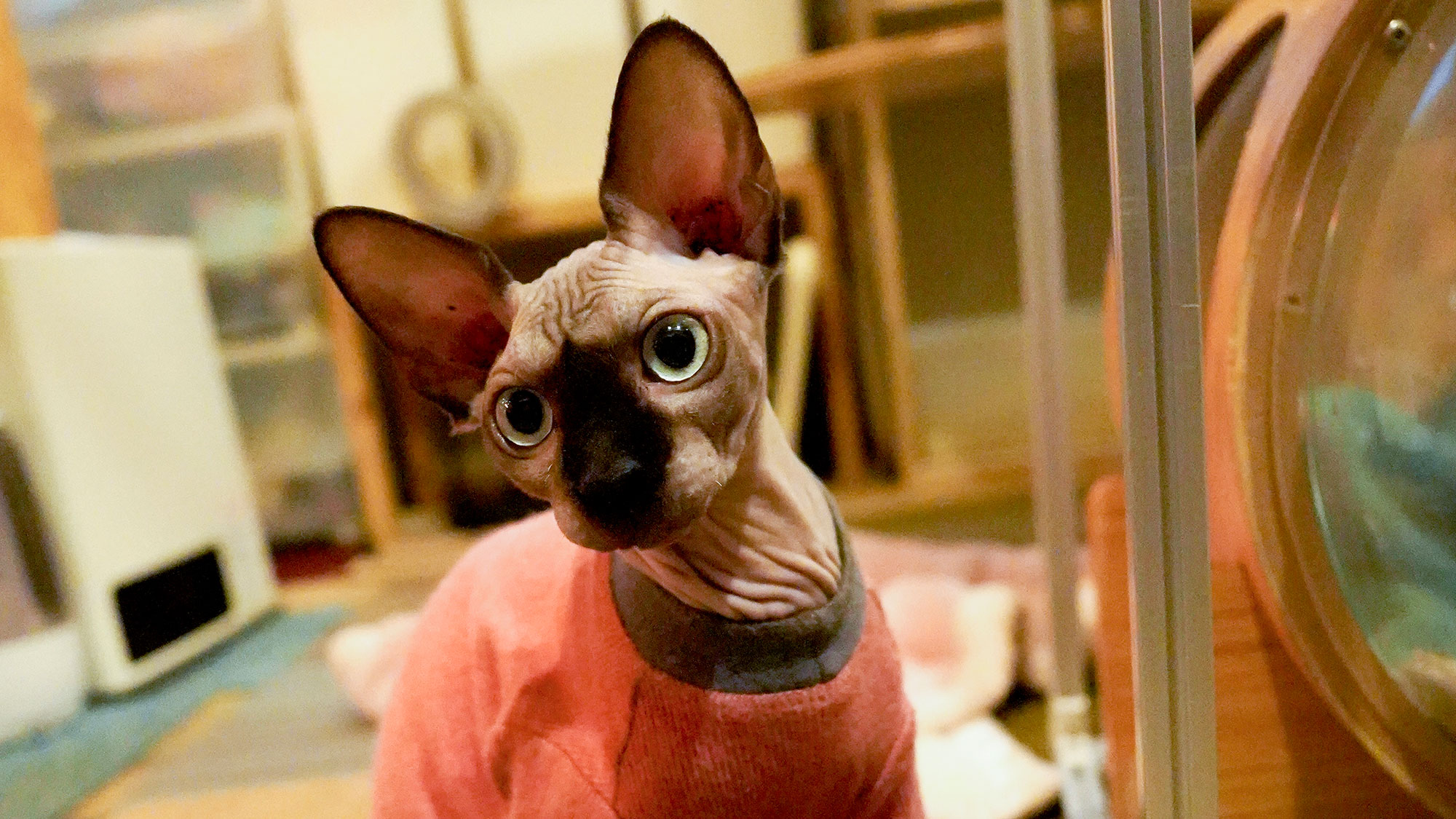 ・【猫レンタル】猫アレルギーの方も安心なヘアレスキャットです。特別な癒しの時間をお届けします