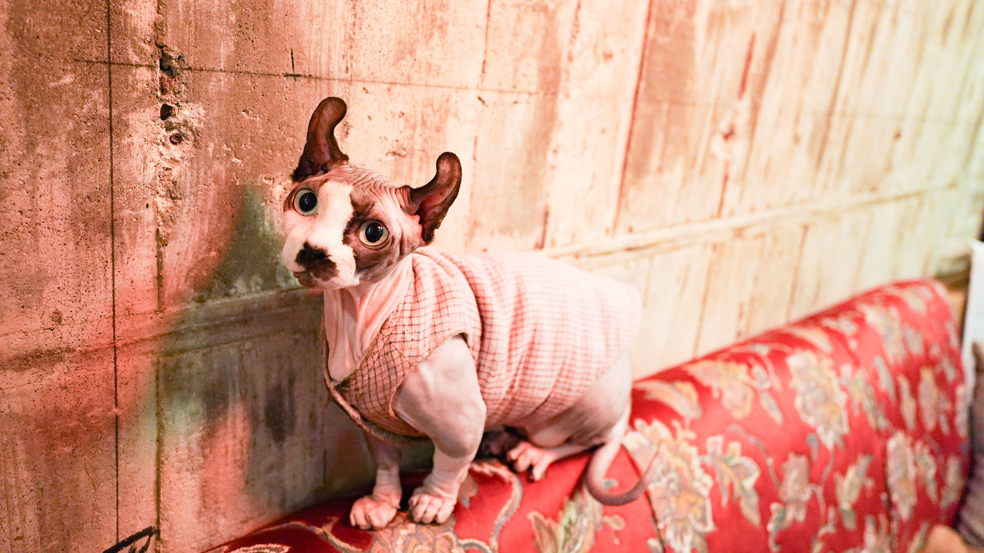 ・【猫レンタル】1匹10,000円のレンタル料を頂戴しております。猫とのふれあいをお楽しみください