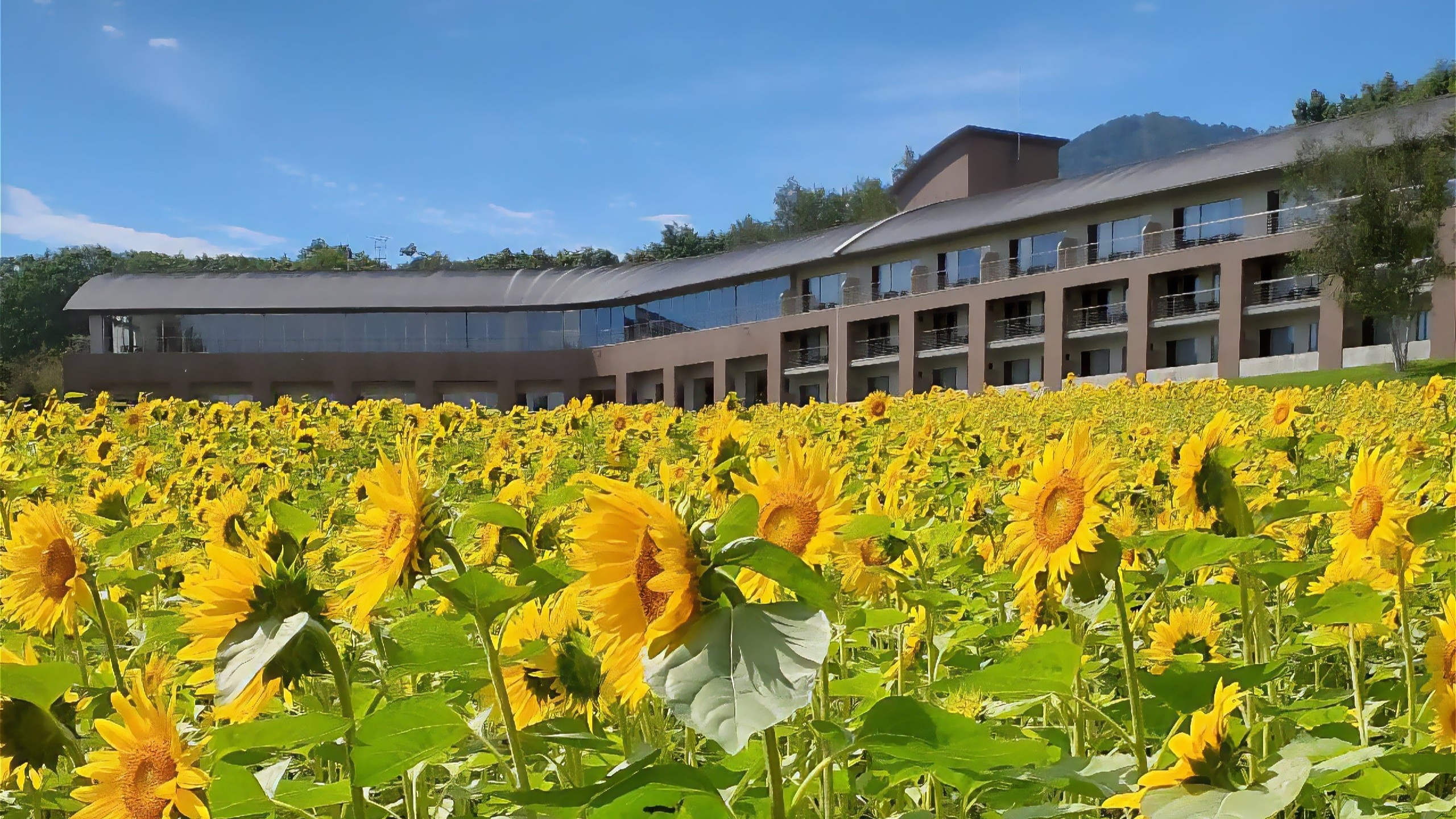 富良野ホテルが佇むのは、約3万5000坪の広大な森の中。