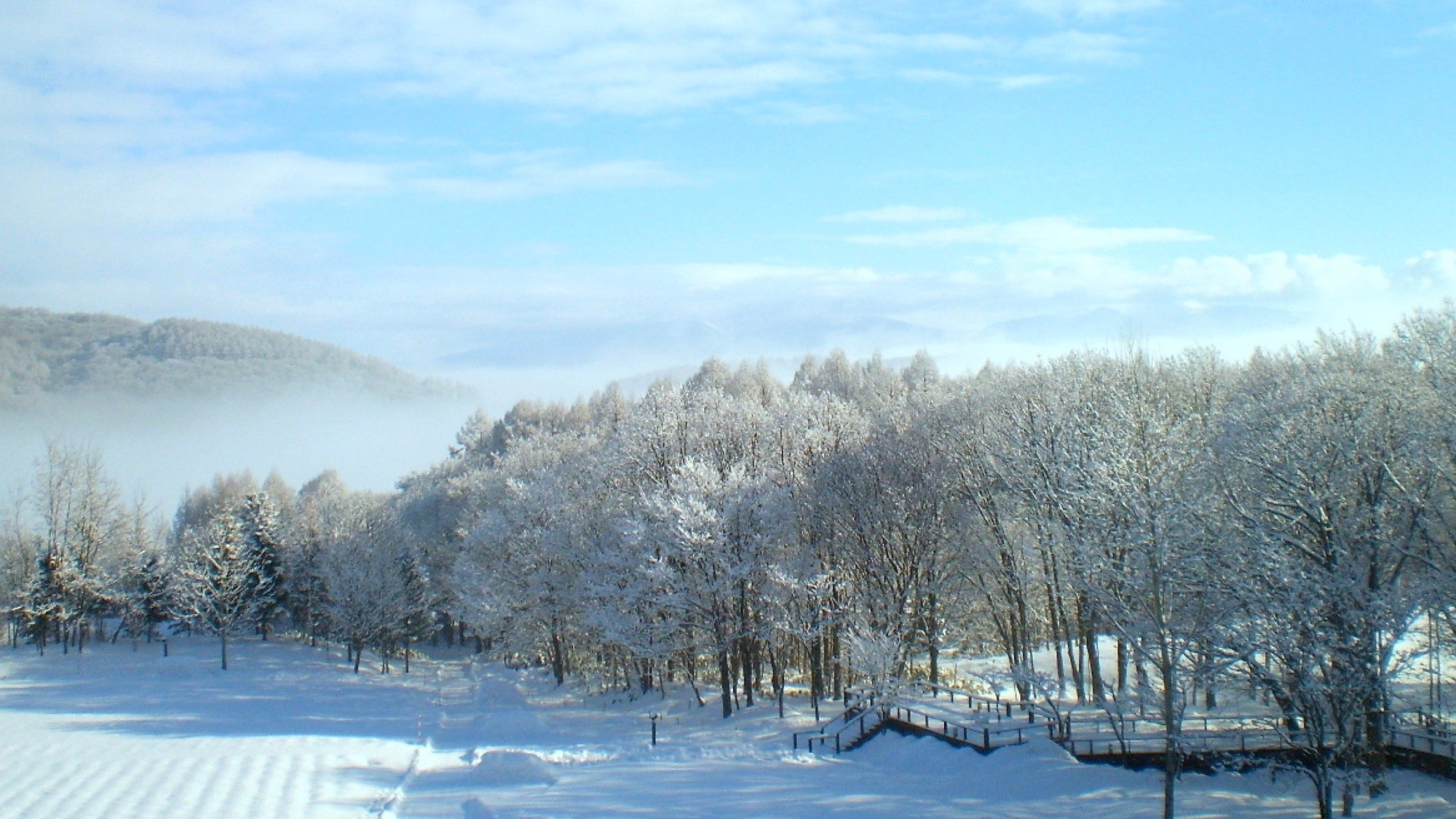 冬の純白の庭園