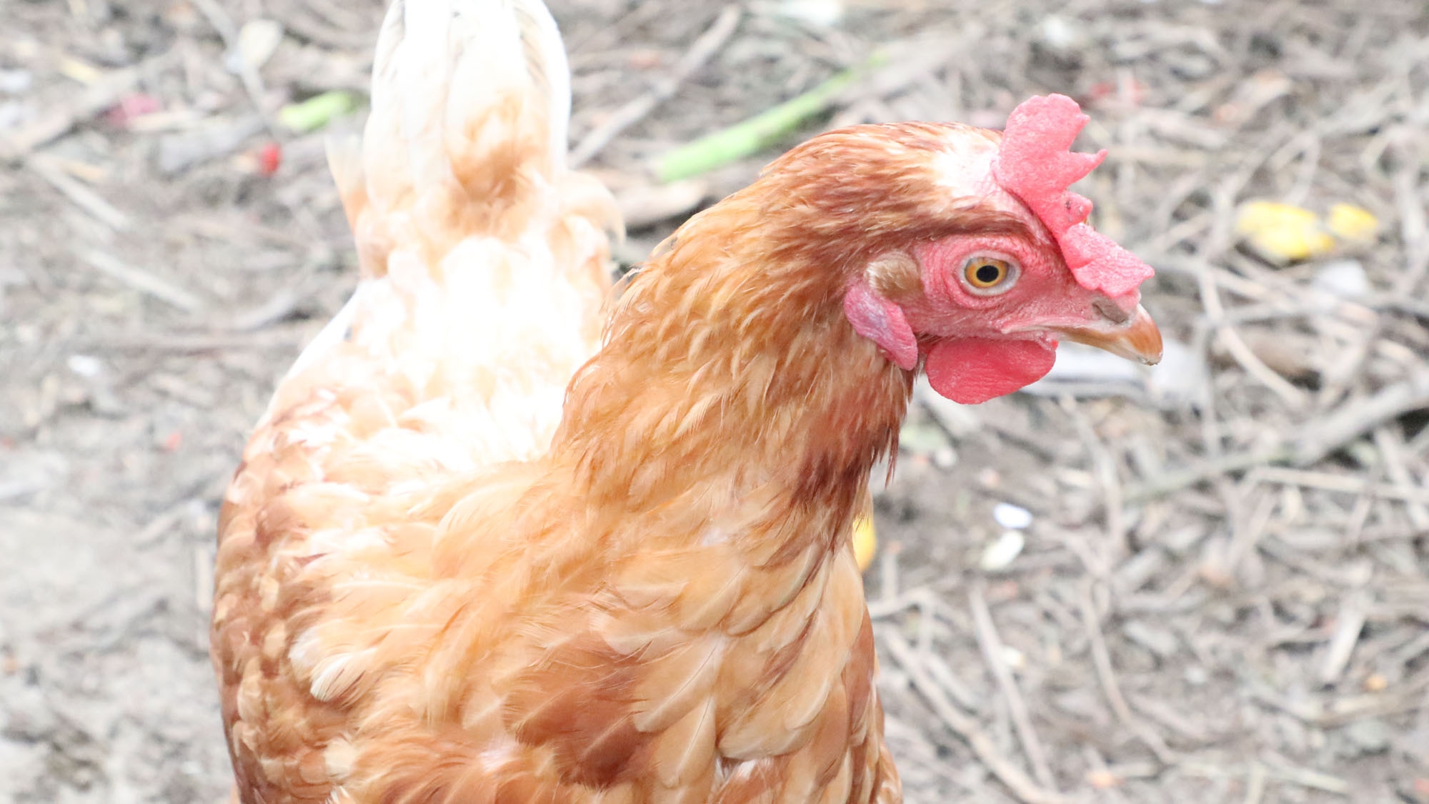 【楽天スーパーSALE】【鶏をさばく体験】＜1日1組限定＞捌いた鶏は夕食にご提供♪-2食付-