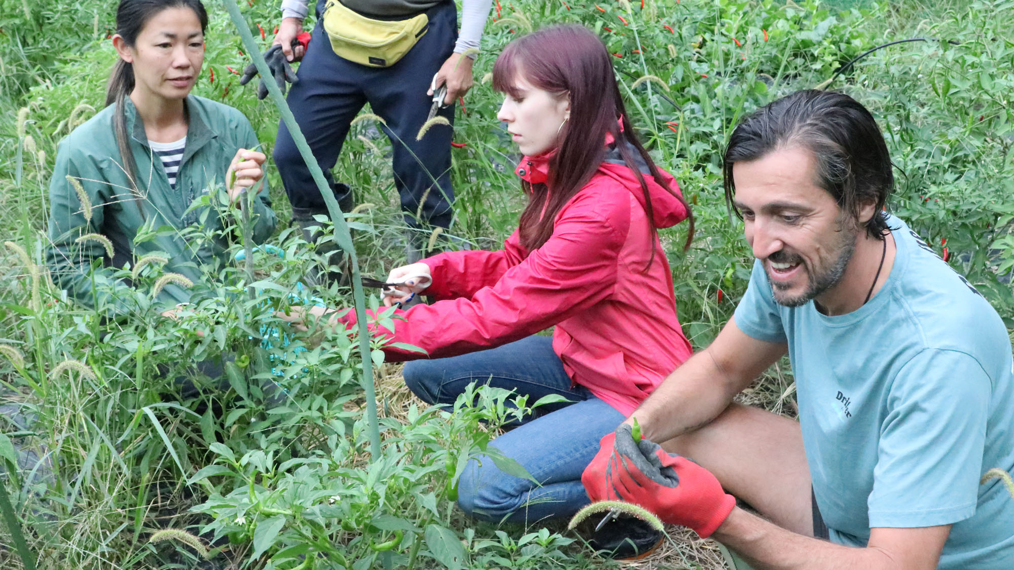 【農業体験】イロンゴで育てている畑で収穫体験が出来ます。*