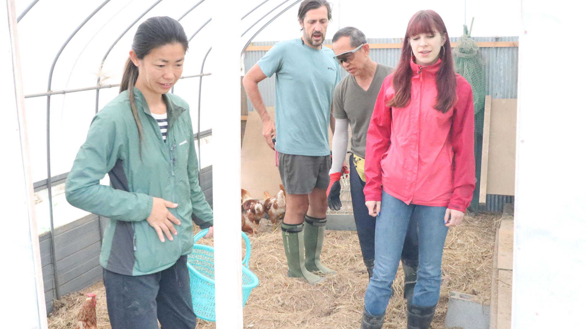 新鮮な卵を食べれるかも・・・ *