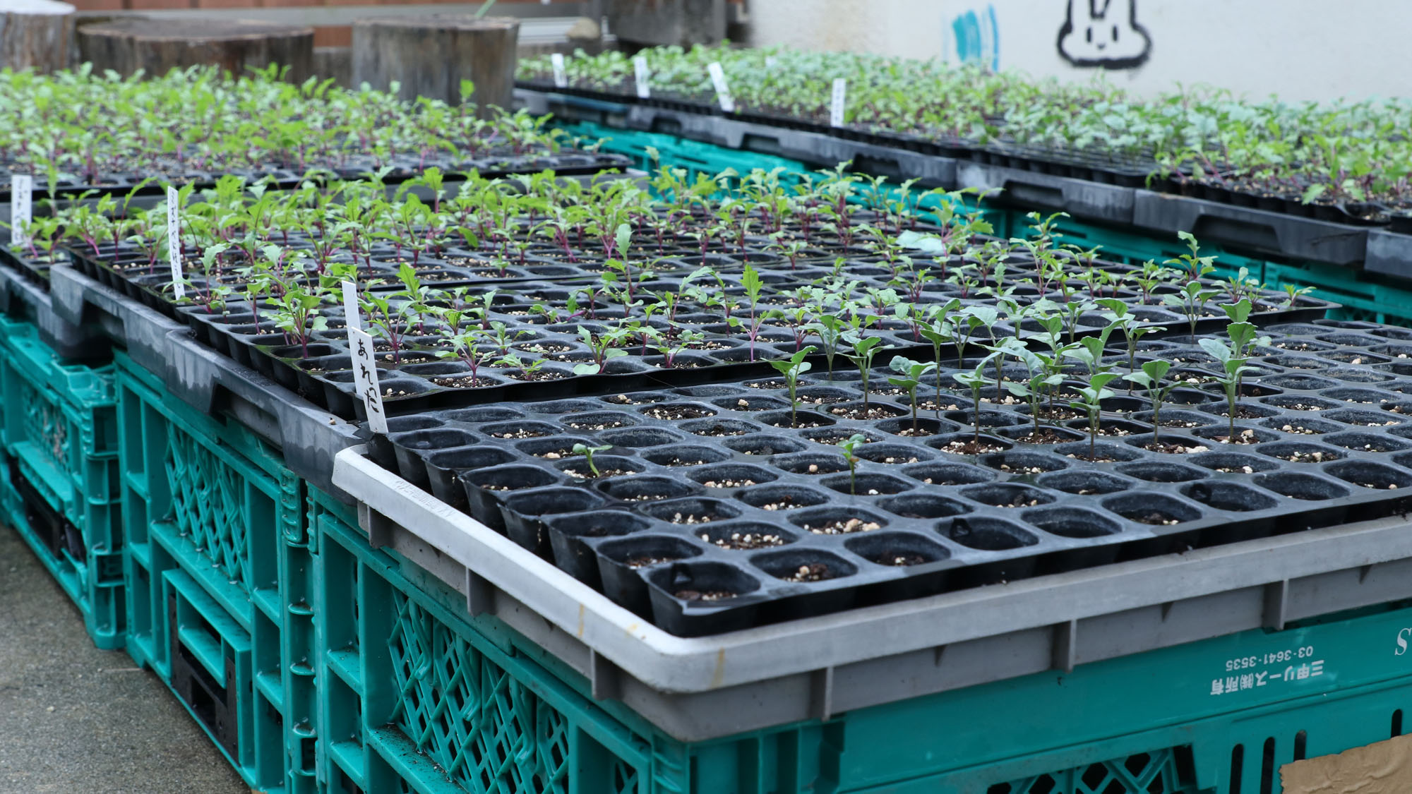 【自家栽培野菜】*