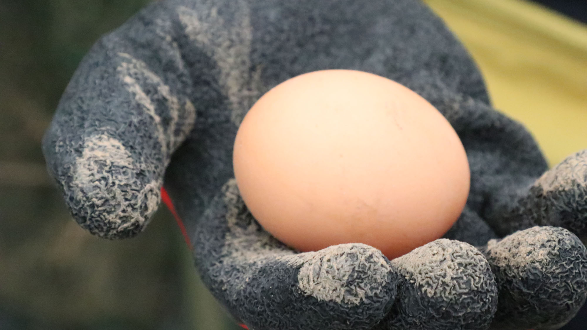 新鮮な卵を食べれるかも・・・ *