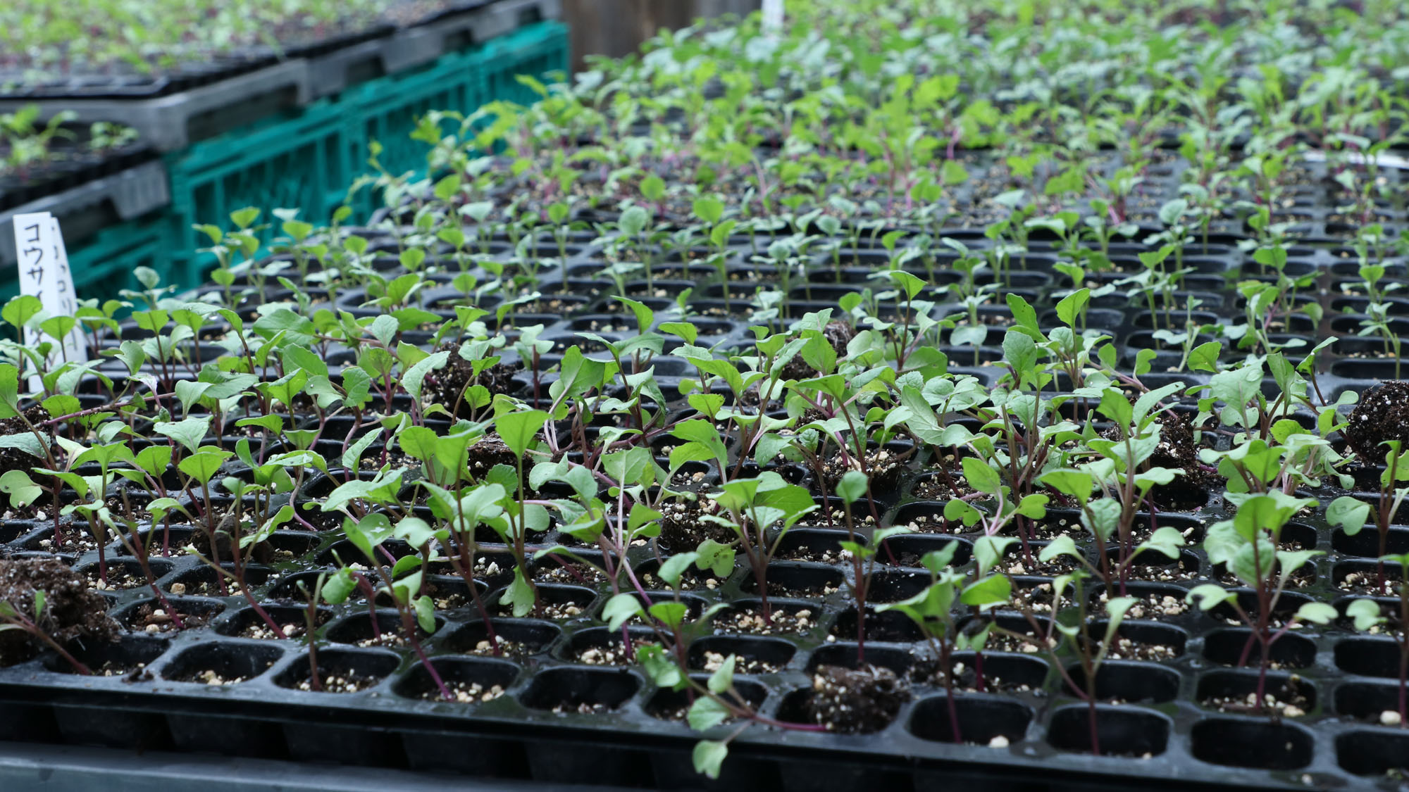 【自家栽培野菜】*