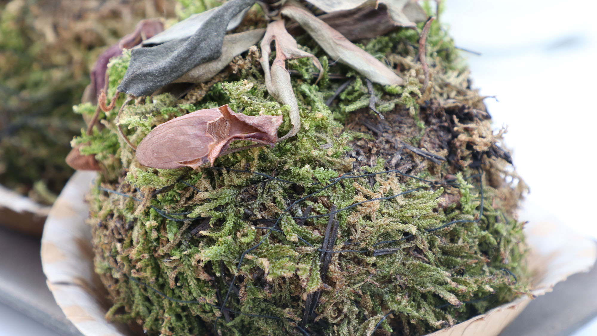 イメージカット*