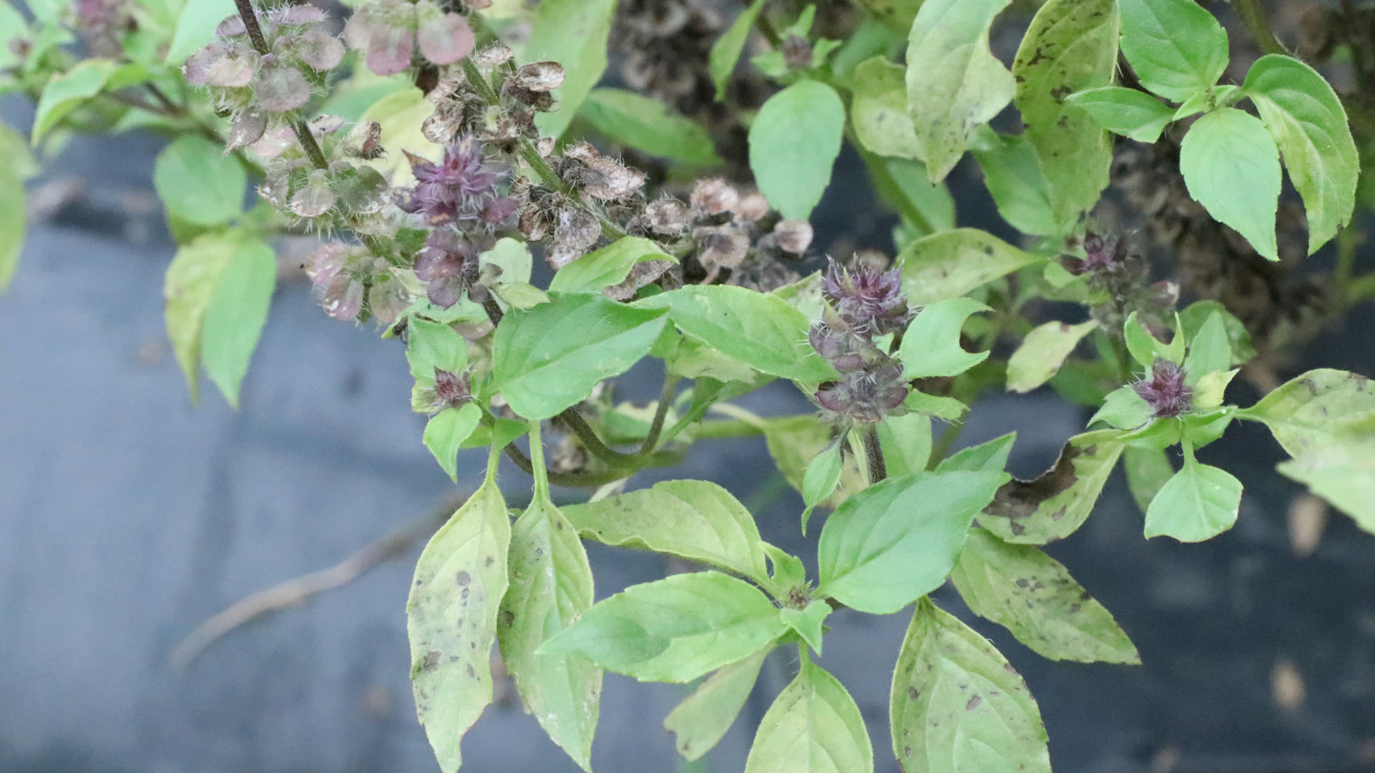 【農業体験】イロンゴで育てている畑で収穫体験が出来ます。*