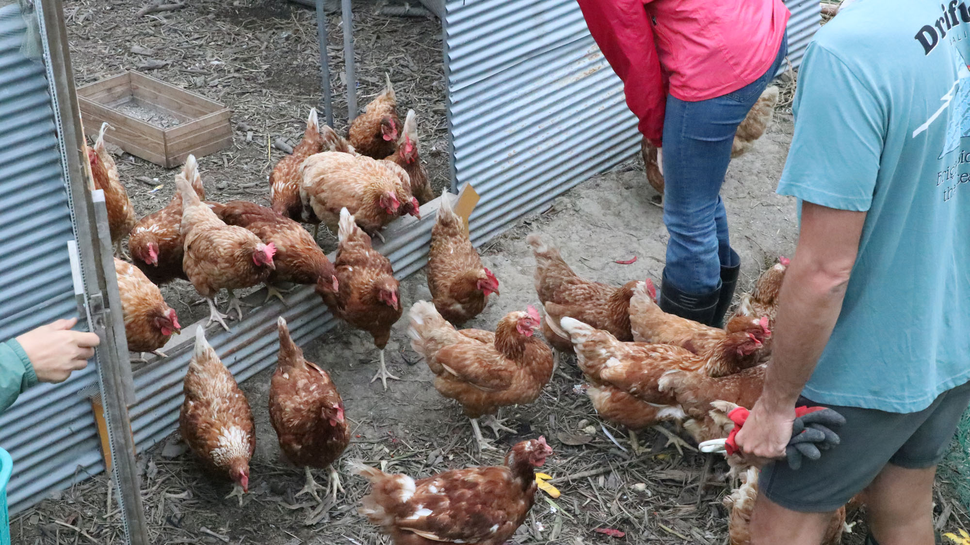 新鮮な卵を食べれるかも・・・ *
