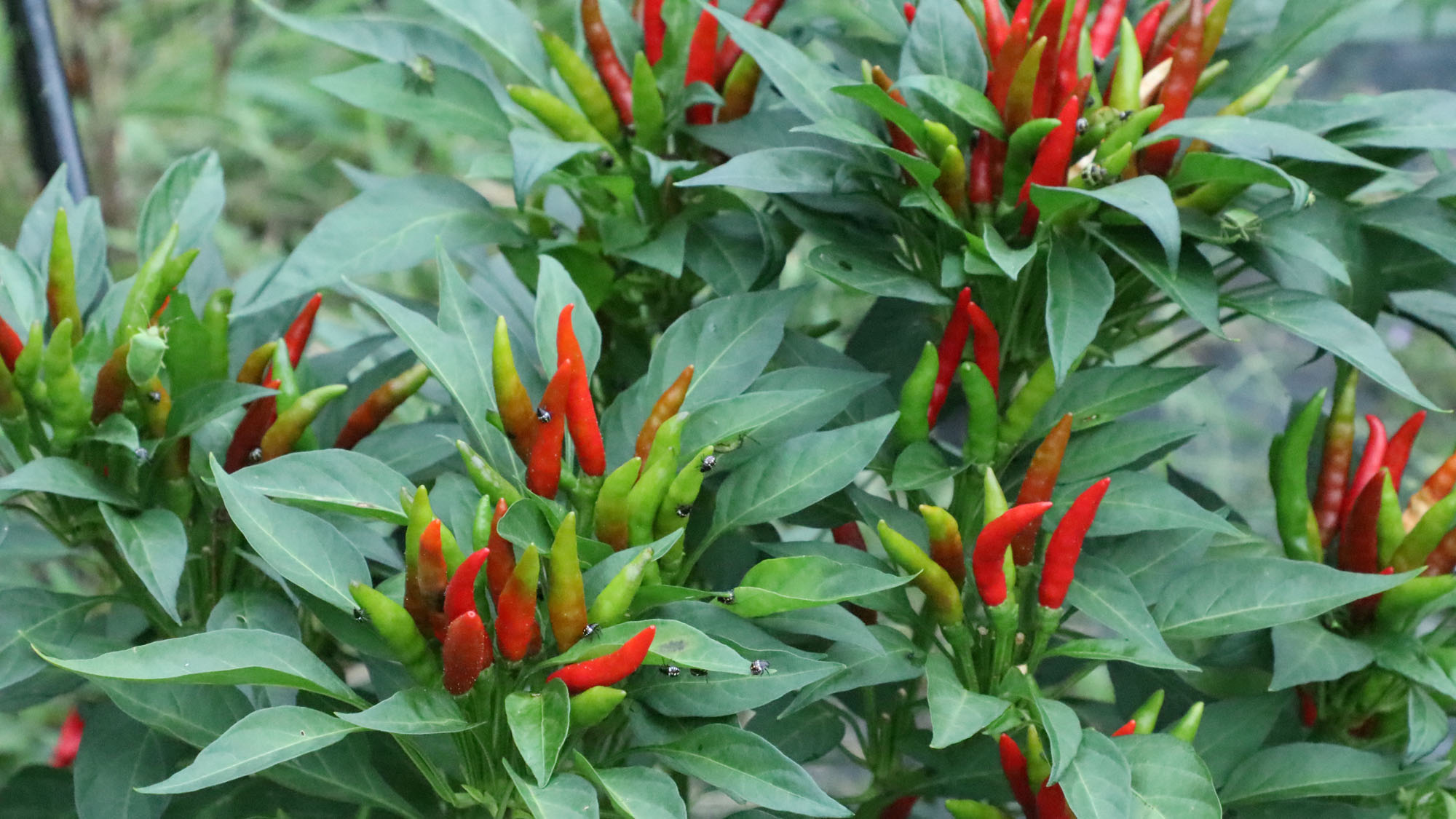 【農業体験】イロンゴで育てている畑で収穫体験が出来ます。*