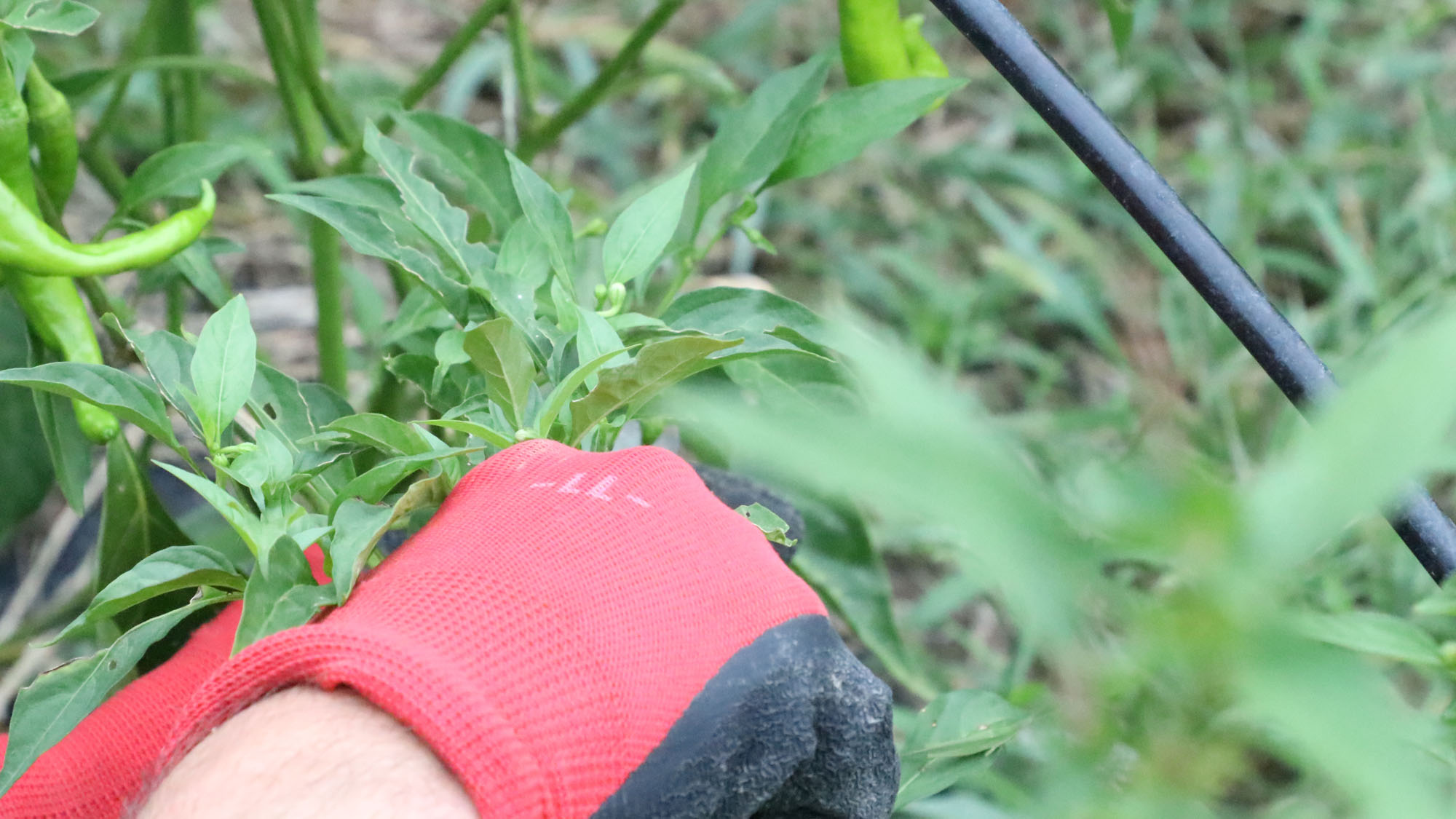 【農業体験】イロンゴで育てている畑で収穫体験が出来ます。*