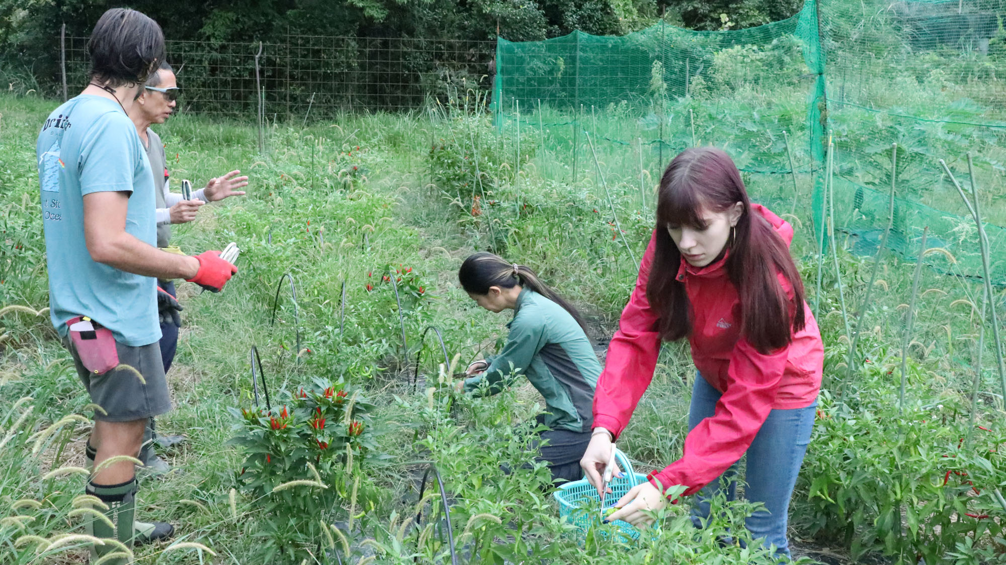 【農業体験】イロンゴで育てている畑で収穫体験が出来ます。*
