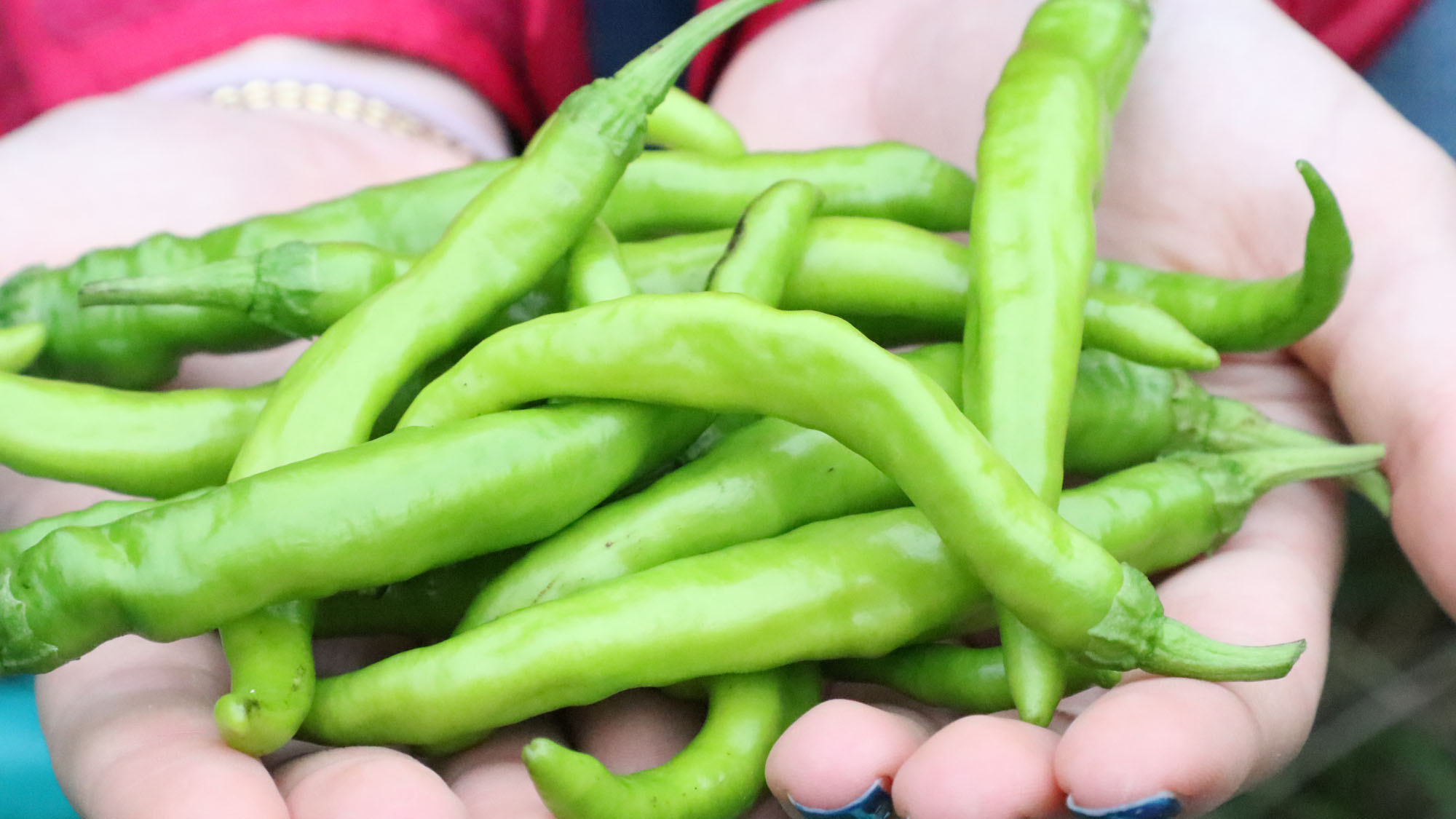 【農業体験】イロンゴで育てている畑で収穫体験が出来ます。*