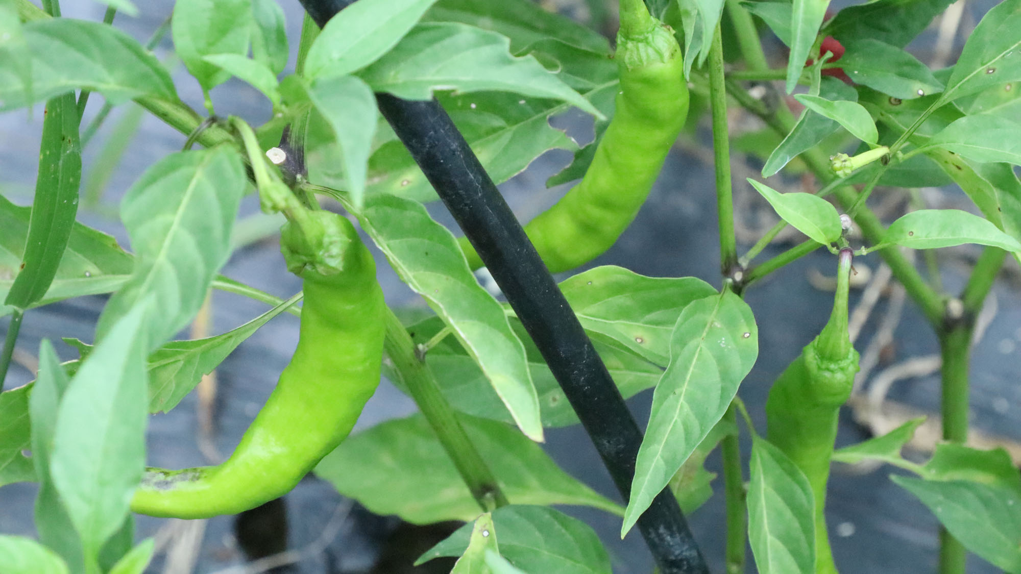 【農業体験】イロンゴで育てている畑で収穫体験が出来ます。*