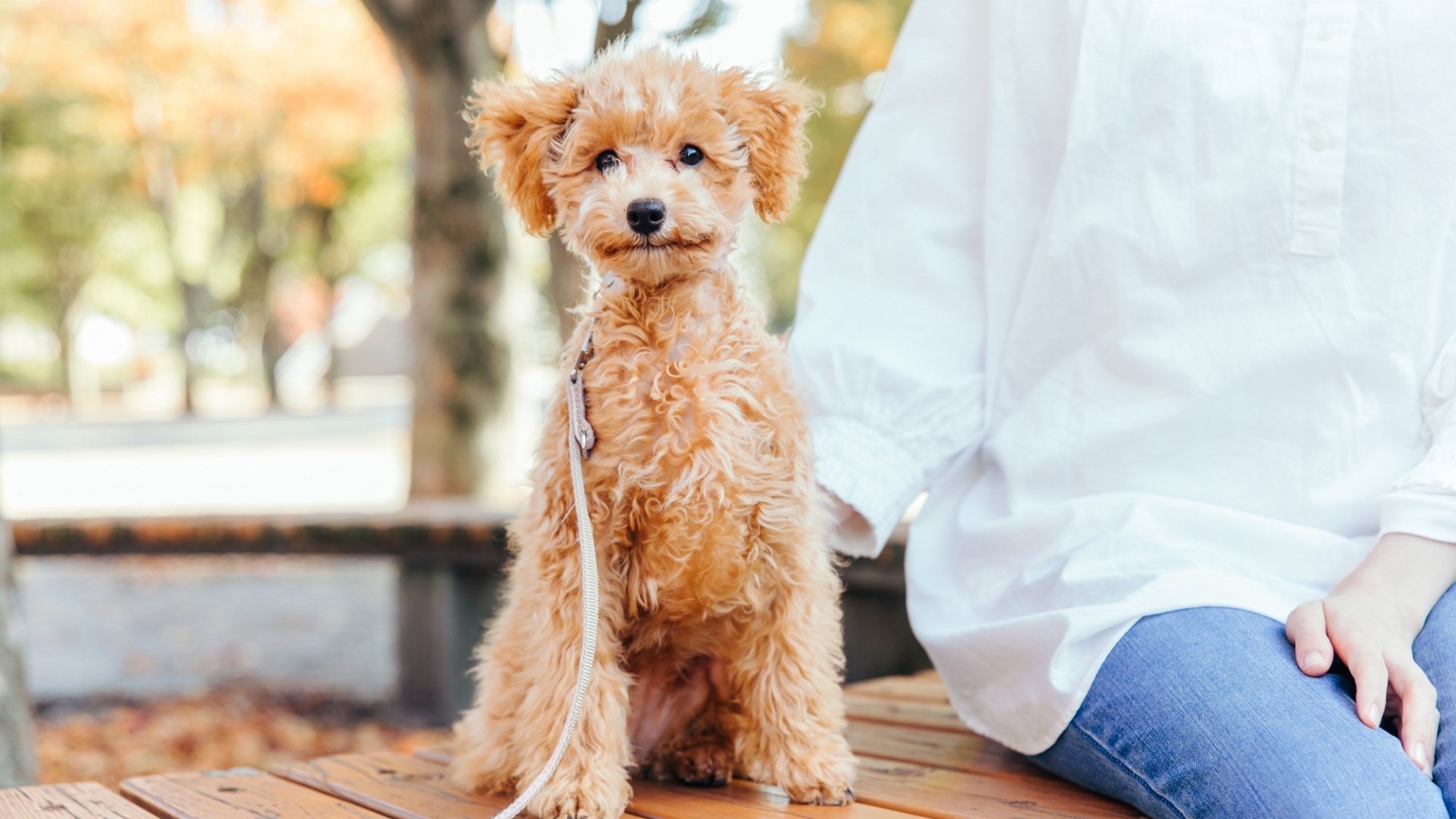 【直前割・ペット歓迎】＜最安値プラン＞人数が多いほどお得！愛犬とのご旅行を思い立った方へ