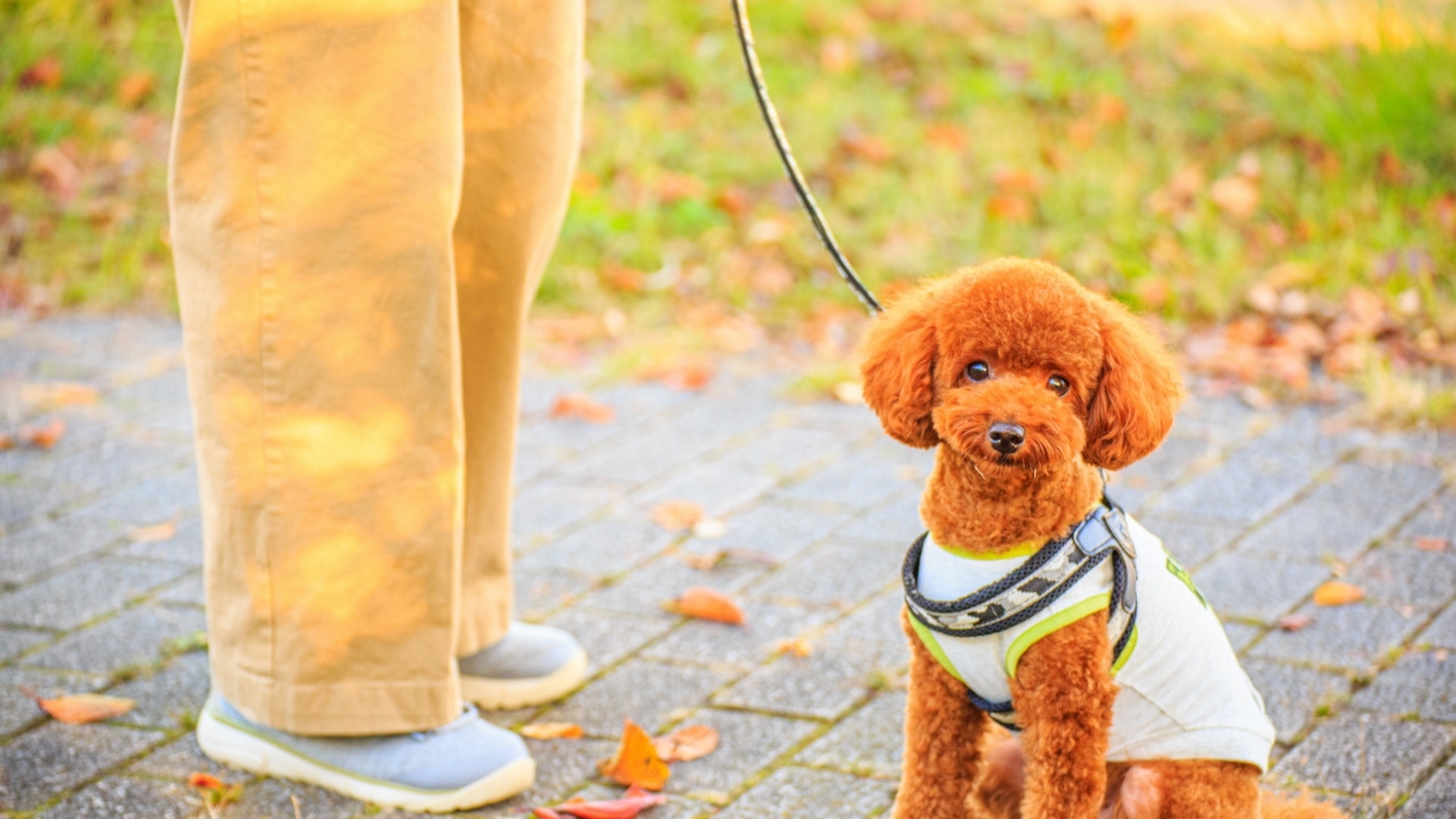 【10％OFF】【楽天スーパーSALE】＜ペット歓迎＞会員制リゾートで別荘体験／専用アメニティ完備