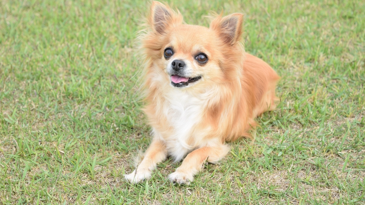 【SALE】＜ペット歓迎！10％OFF＞会員制リゾートで別荘体験と伊勢志摩観光／専用アメニティ完備