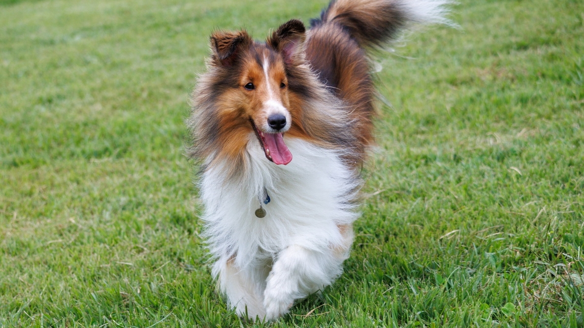 【OPEN記念セール】＜ペット歓迎・30％OFF＞愛犬と伊勢志摩でリゾートステイを満喫