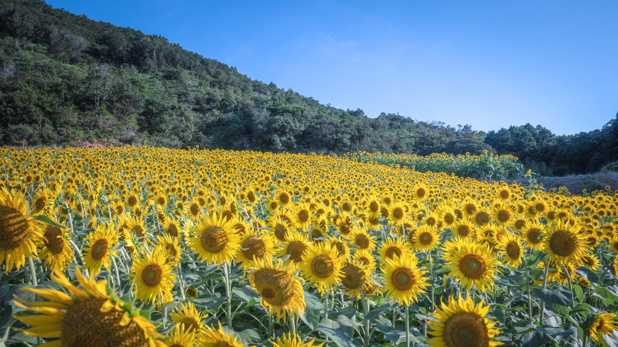 【周辺観光】志摩市観光農園
