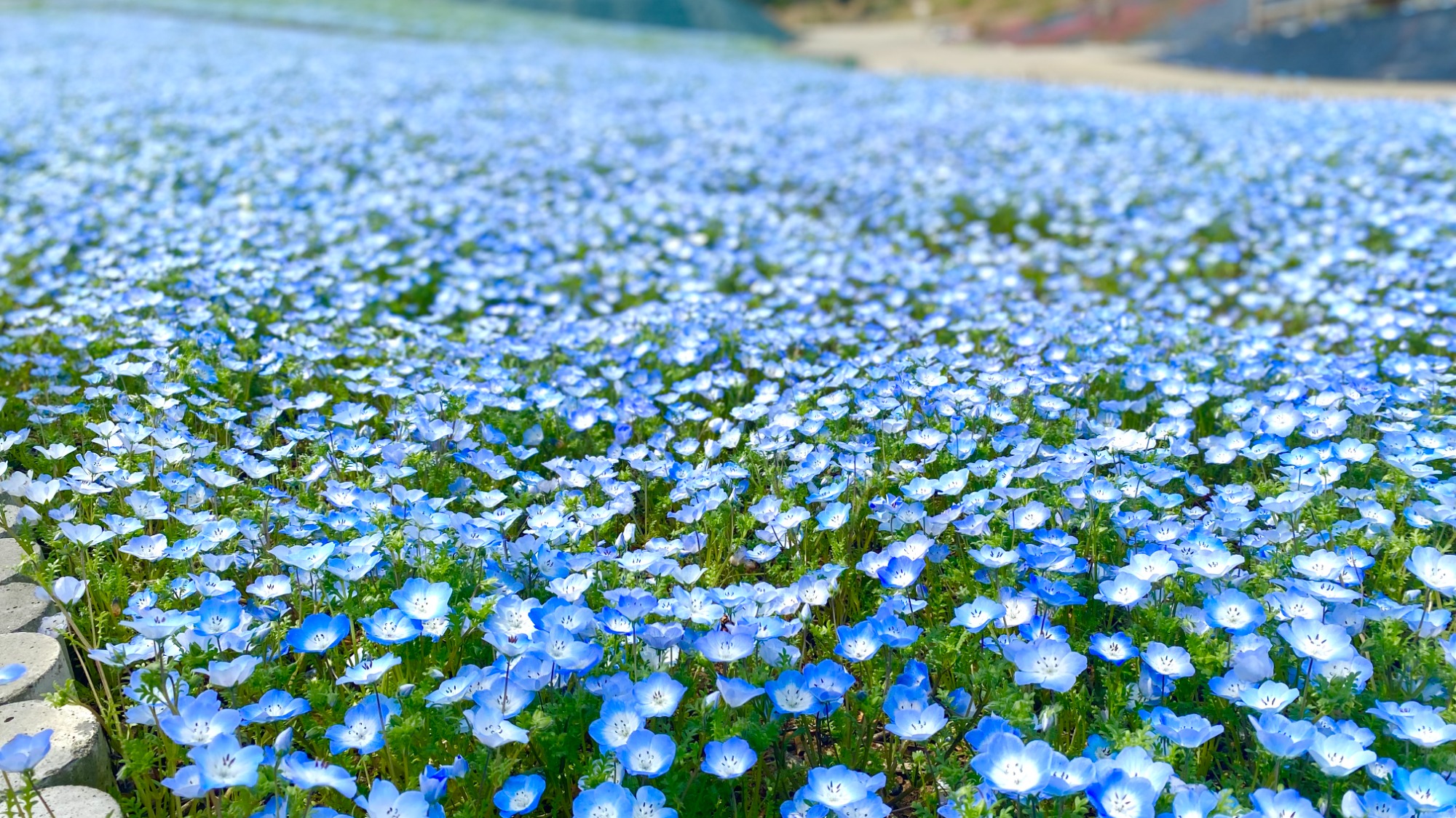 【周辺観光】志摩市観光農園