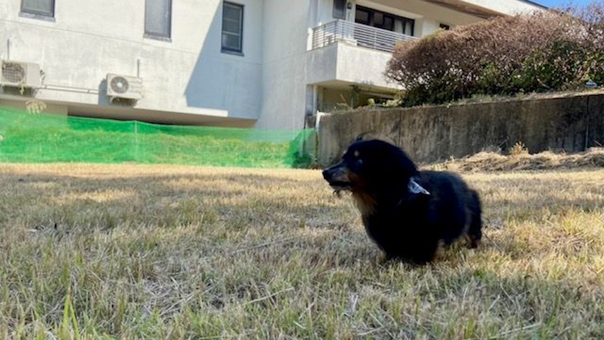 【ドッグラン】わんちゃんも伸び伸びとご旅行をお楽しみいただけます！