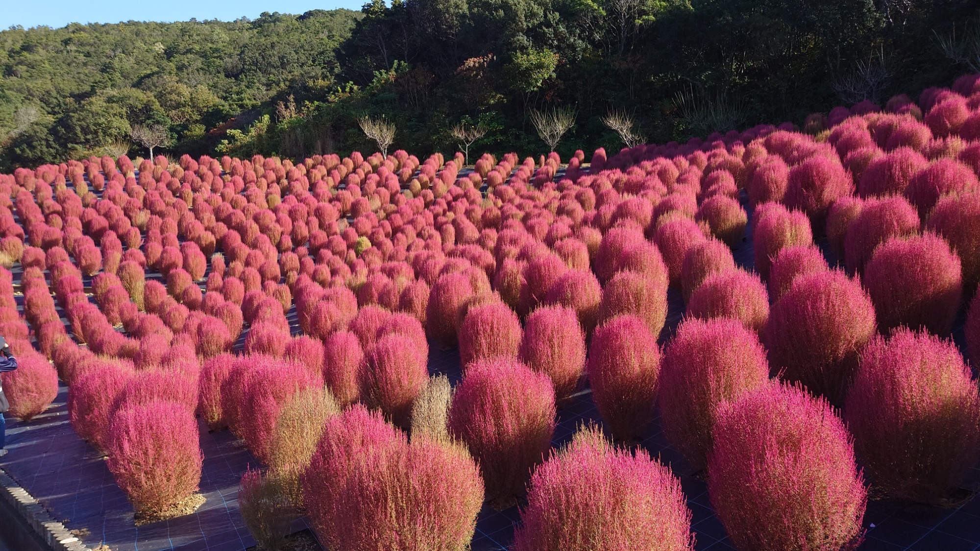 【周辺観光】志摩市観光農園