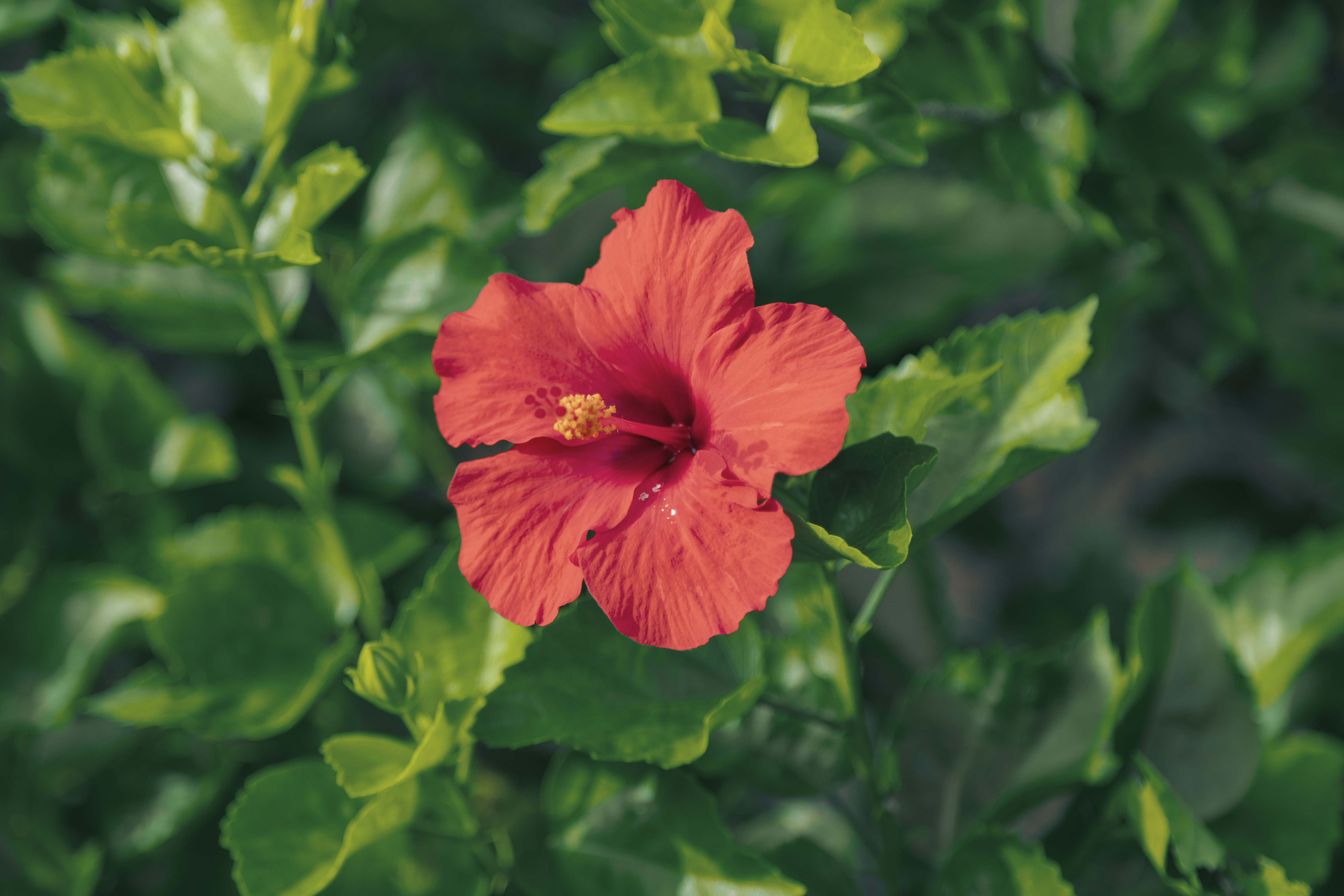 奄美大島の自然を感じる