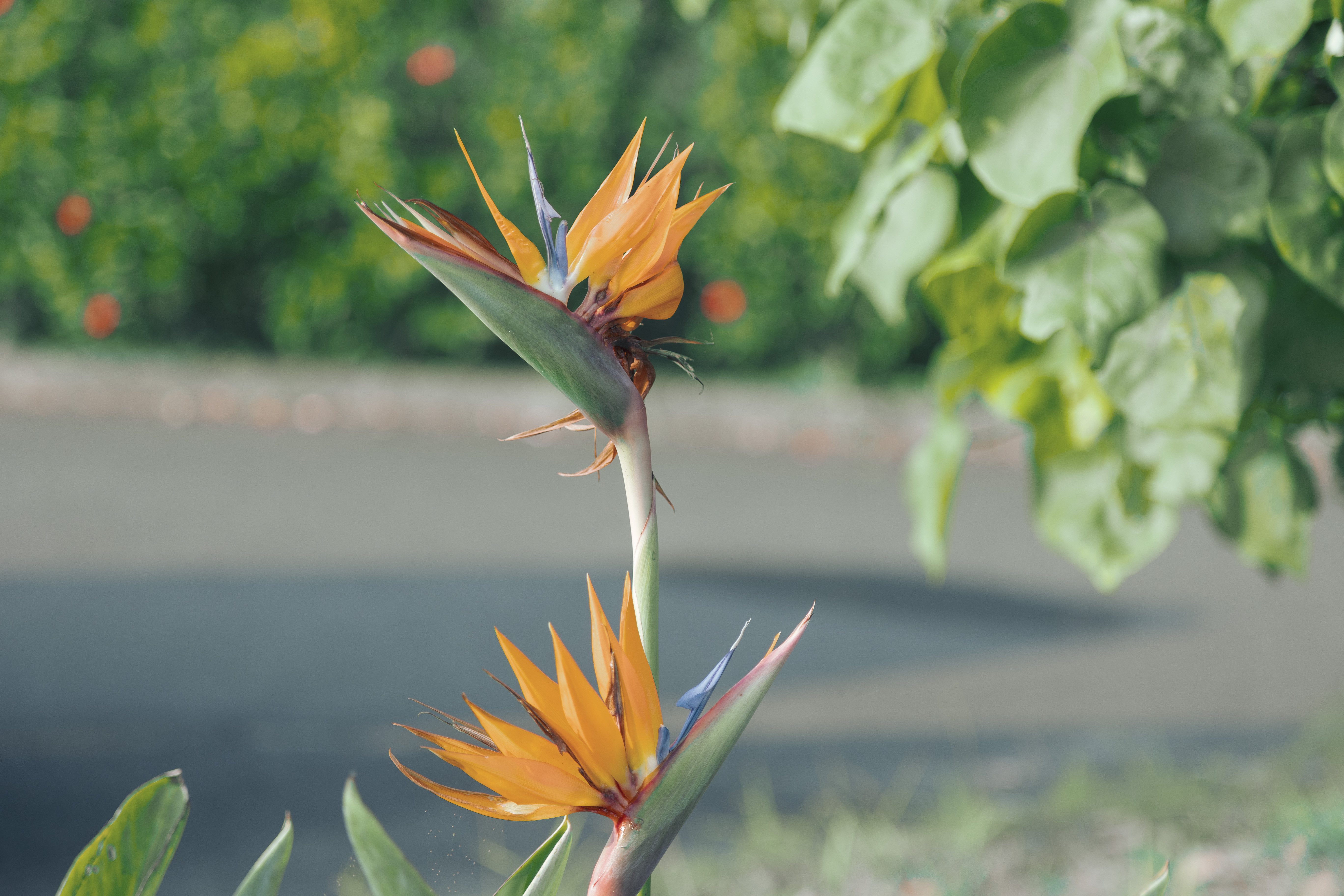 奄美大島の自然を感じる