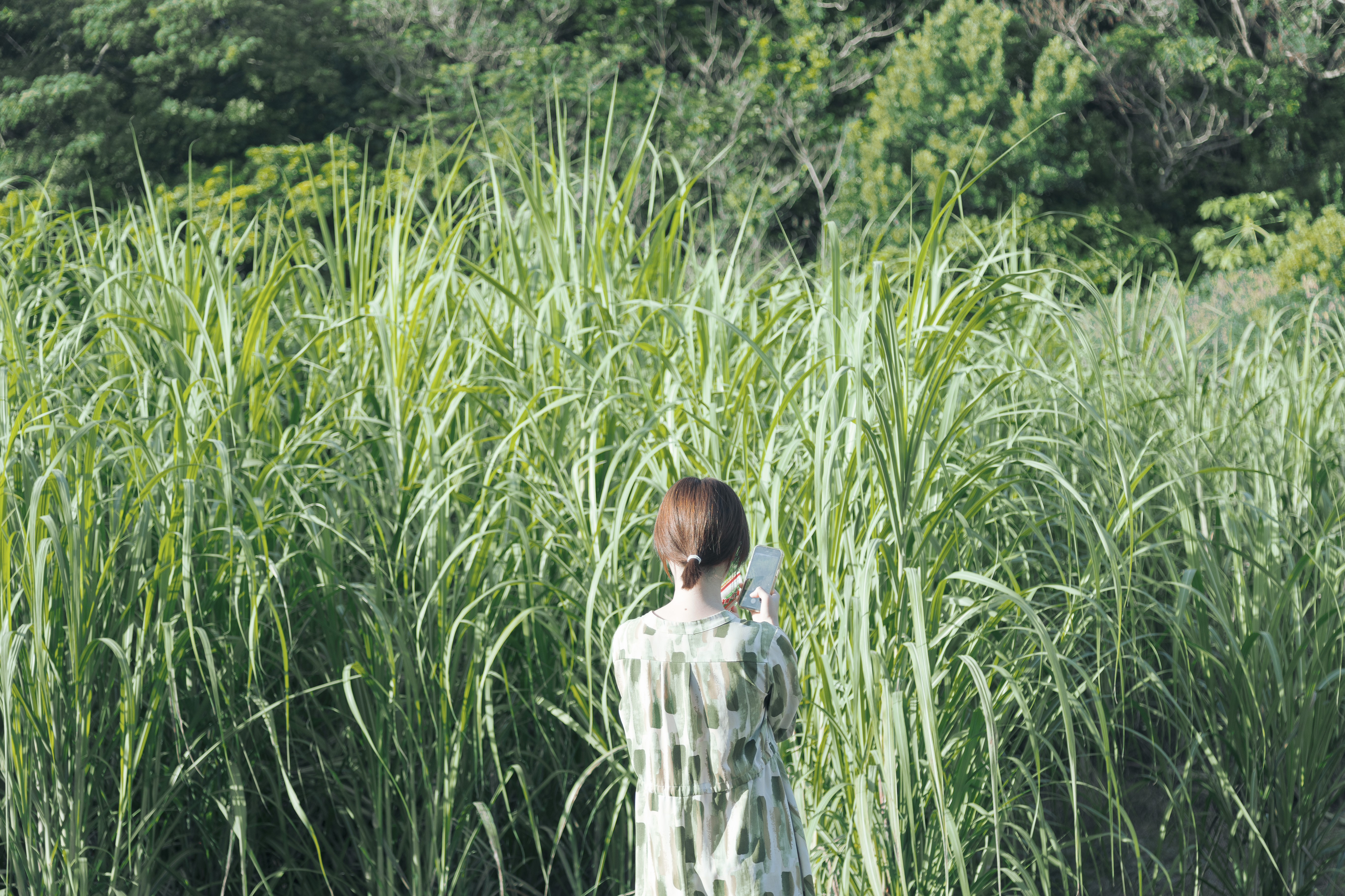 少し外に出るだけで、奄美の自然を感られます。