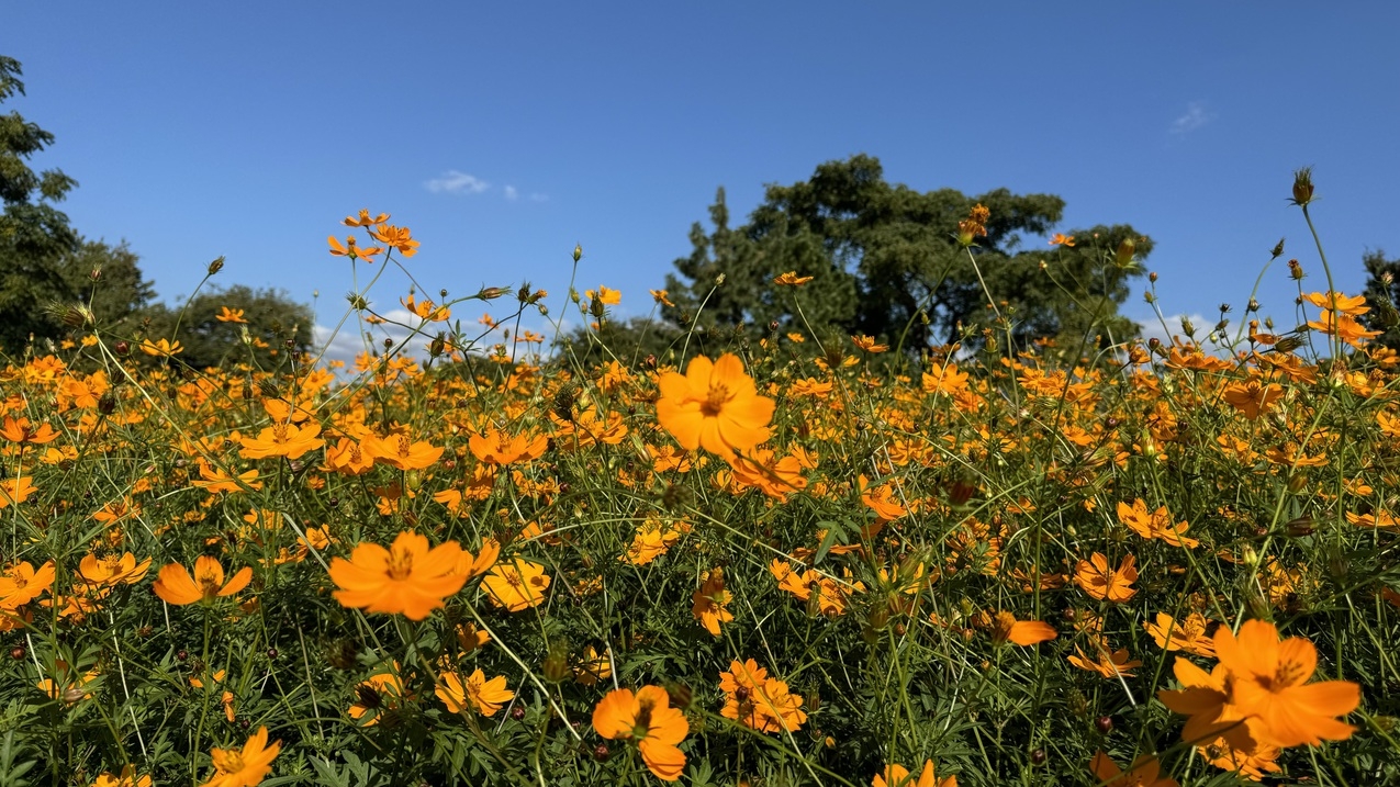 大阪・兵庫の＼秋旅行／へ 　【お土産付き】関西旅の拠点に尼ってええやん！≪朝食付き≫
