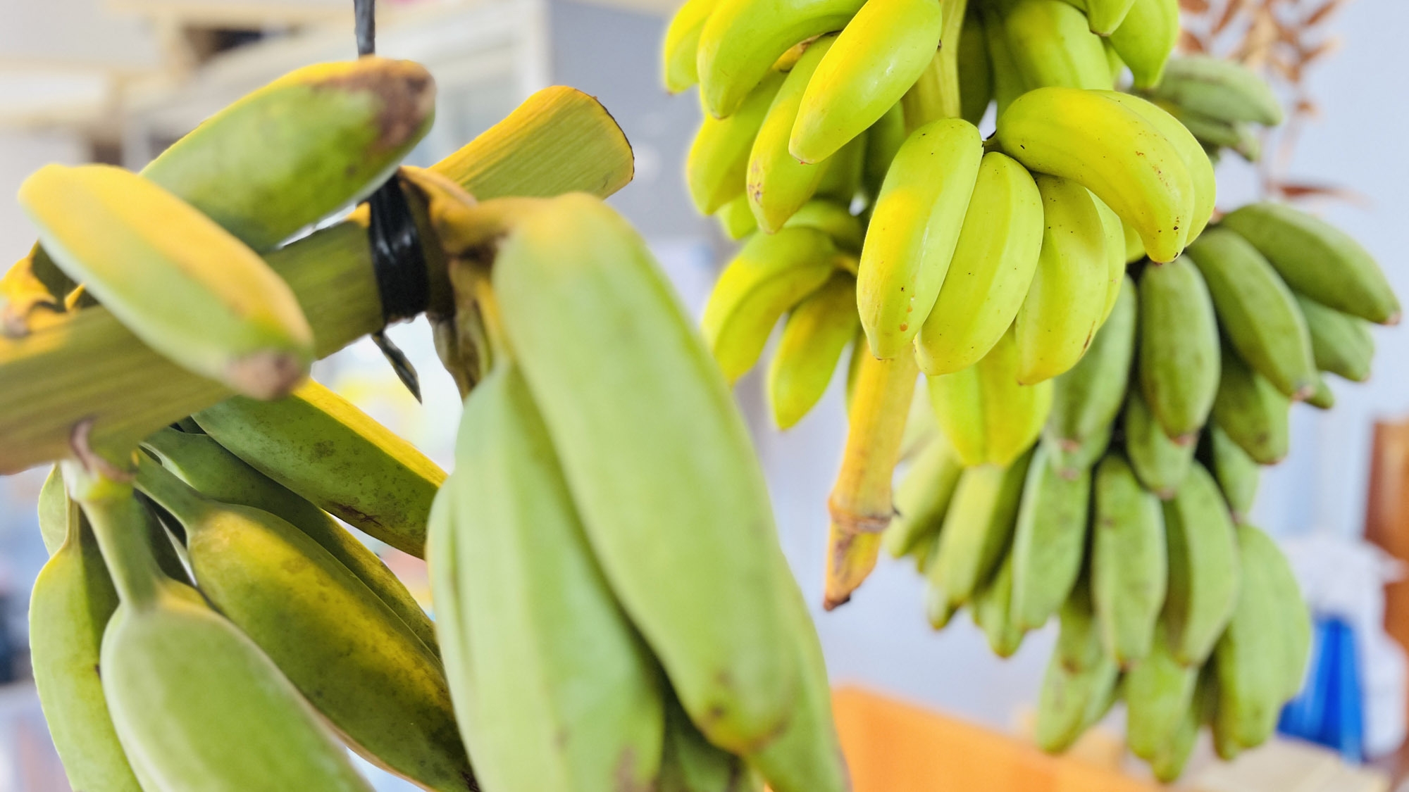 【島バナナスムージー付★素泊り】ようこそ加計呂麻島へ！オーナーが島で育てた美味しいバナナをどうぞ♪