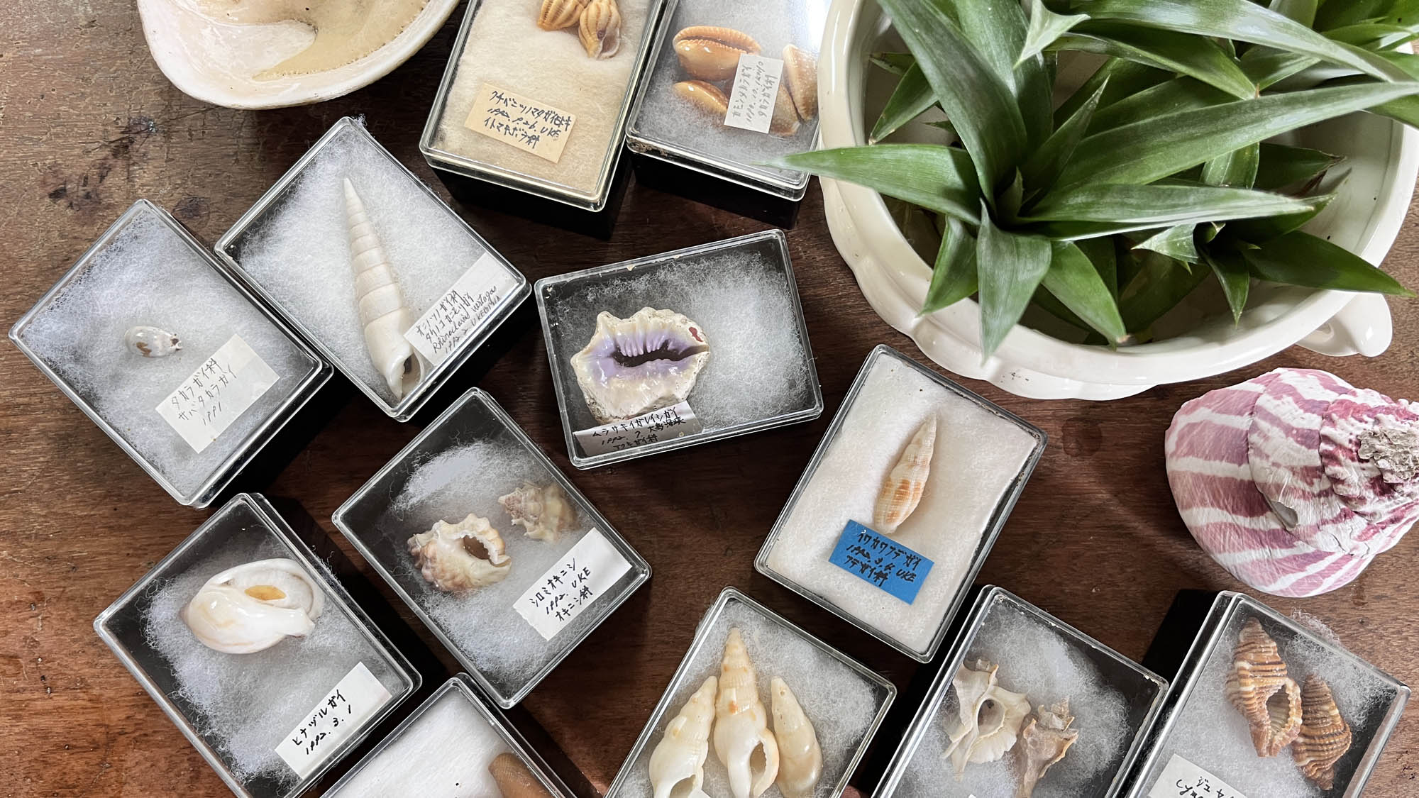 様々な貝殻はオーナーの宝物☆