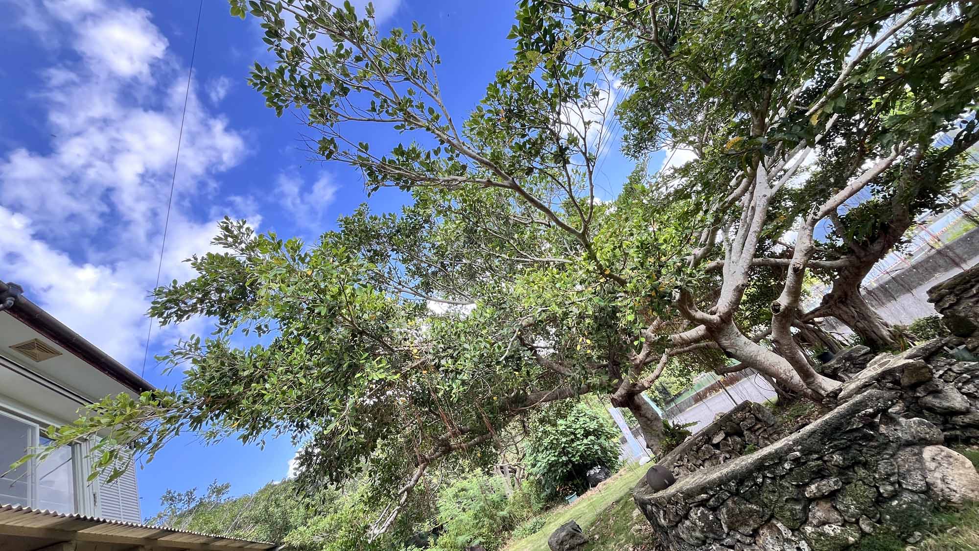 昔ながらの石垣と大樹が織りなす、南国の静けさ