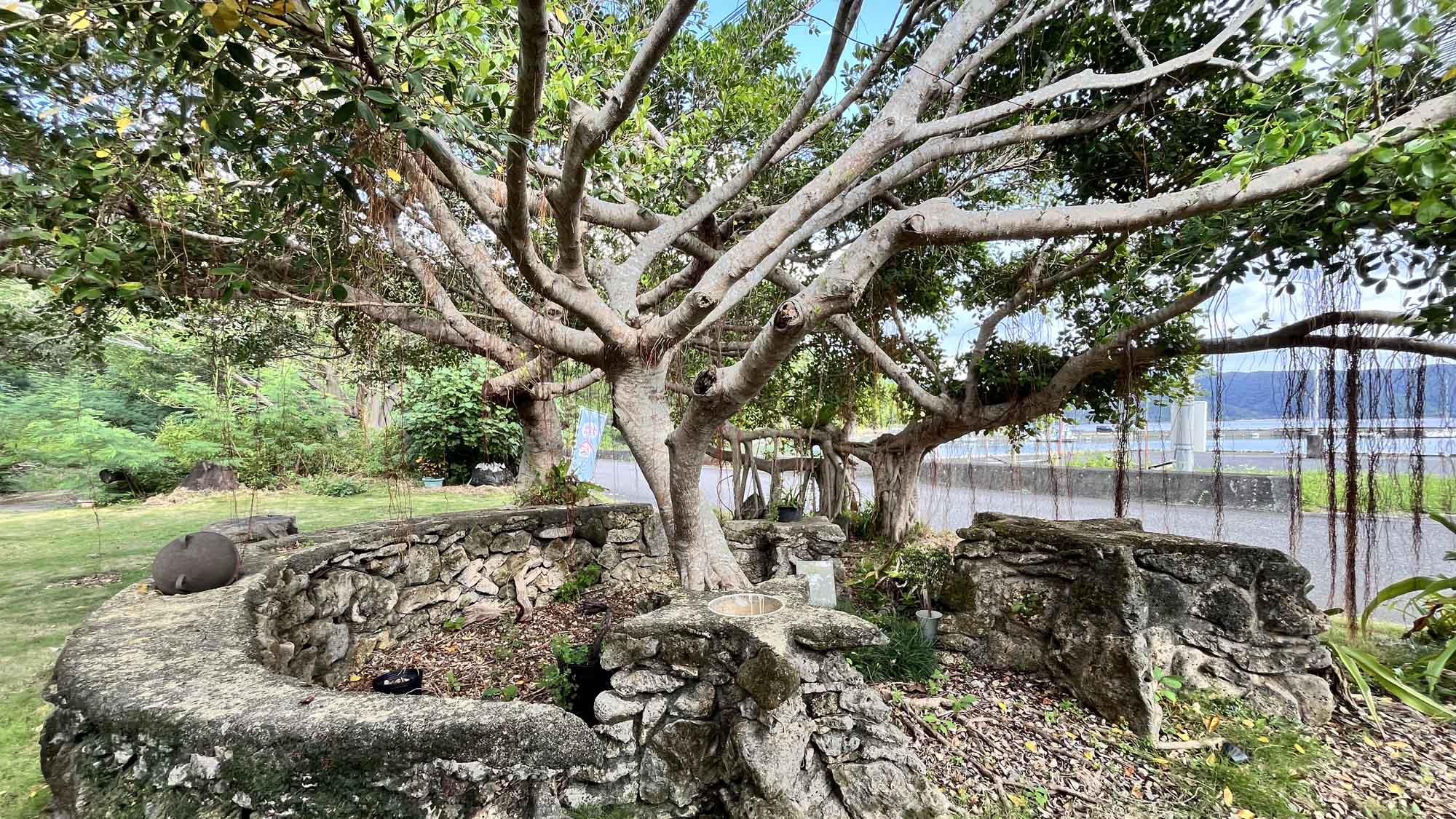 ガジュマルの木の下で、ちょっとひと休み