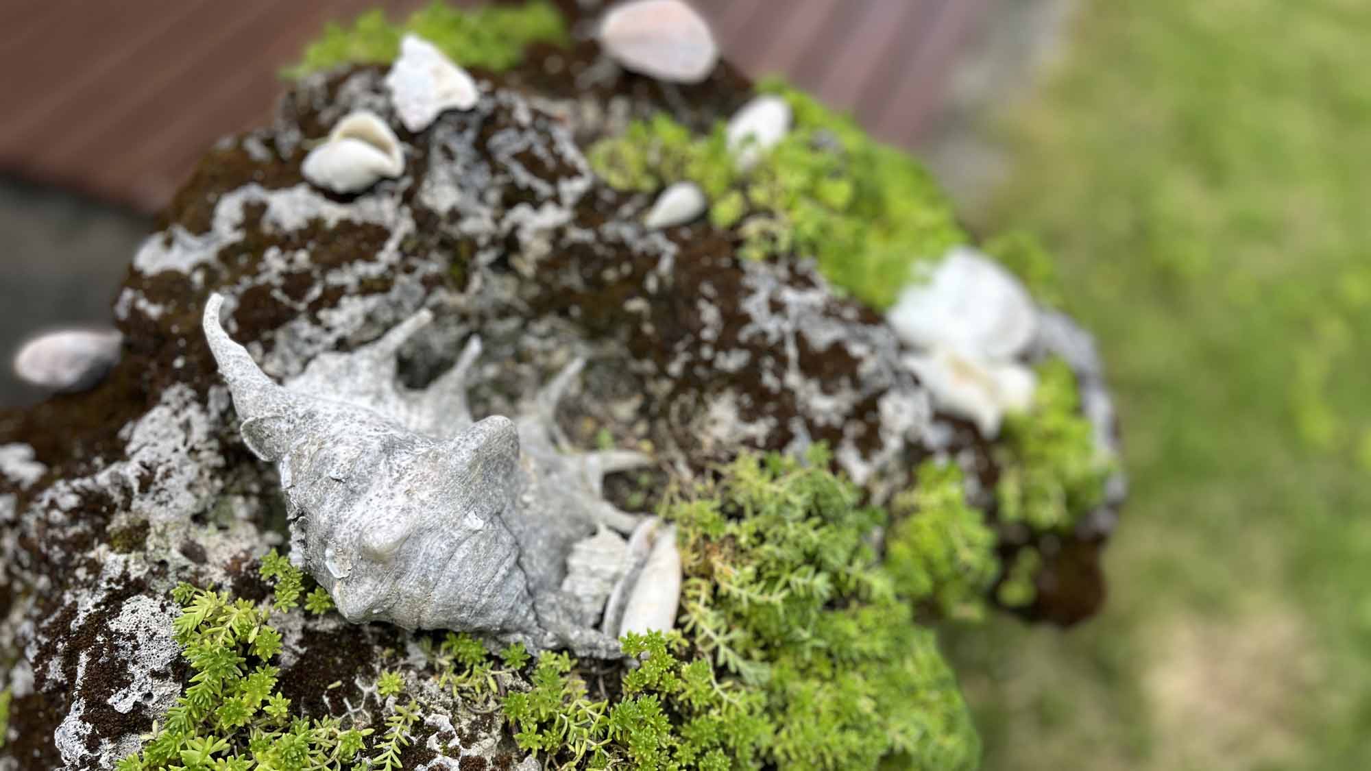 色々な種類の貝殻を探してみてください☆