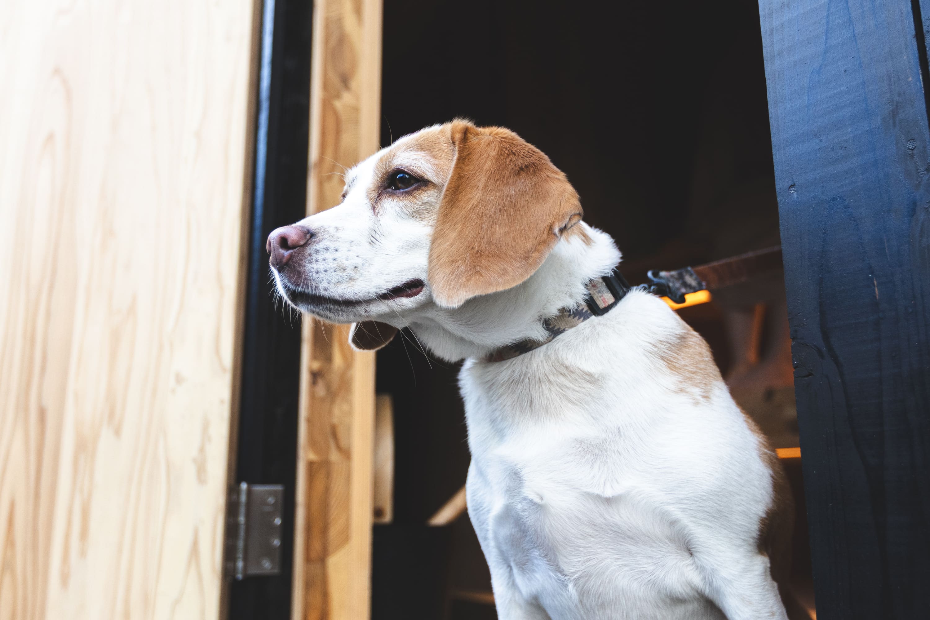 全棟ペット同伴可