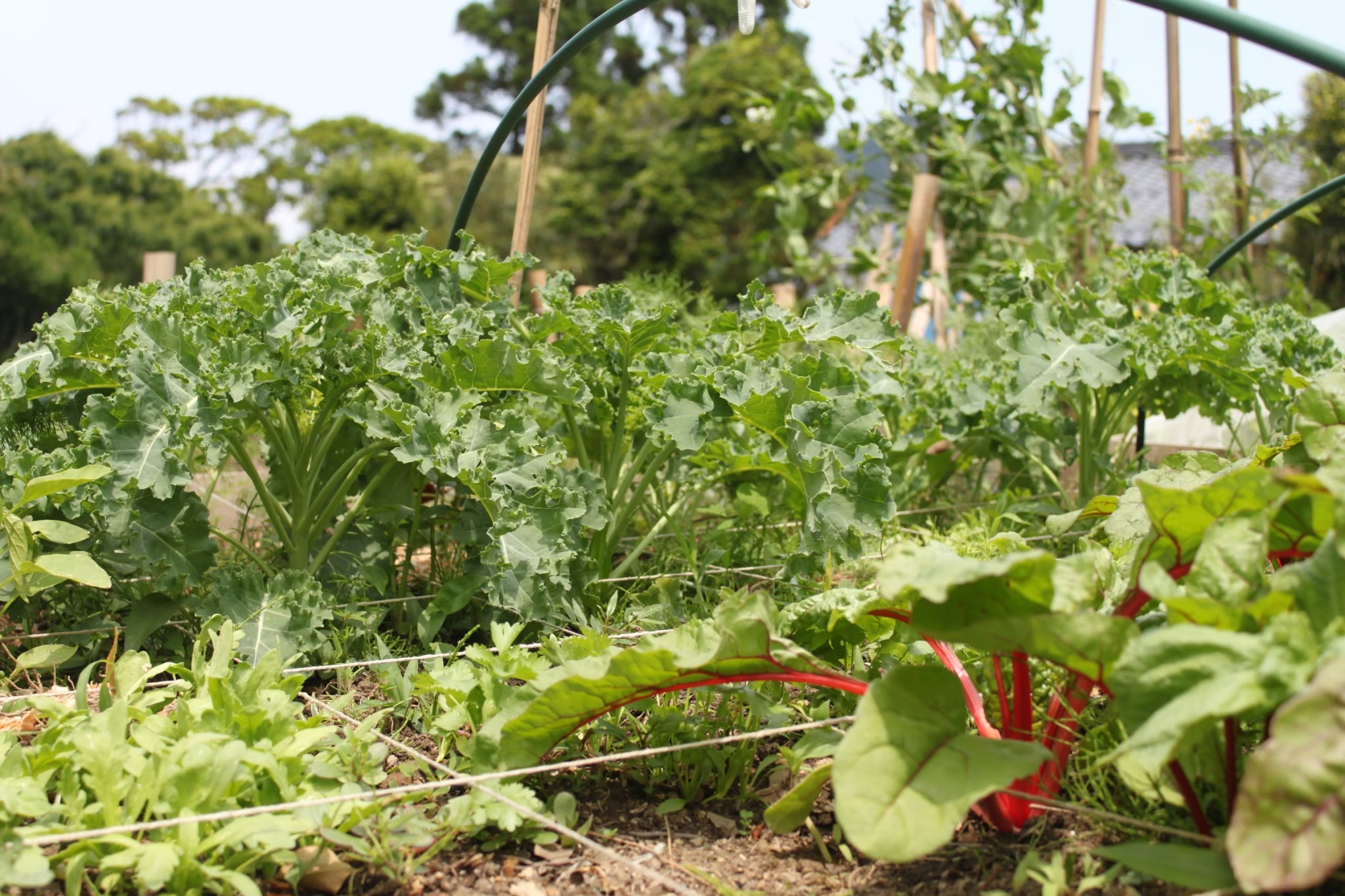 無農薬・手作り肥料の自家菜園
