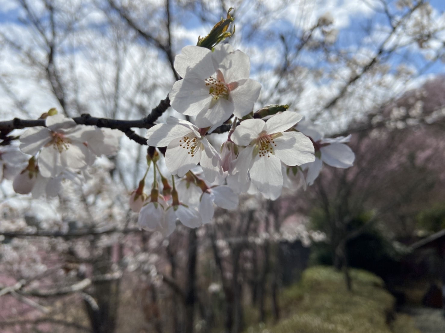 さくら園の桜