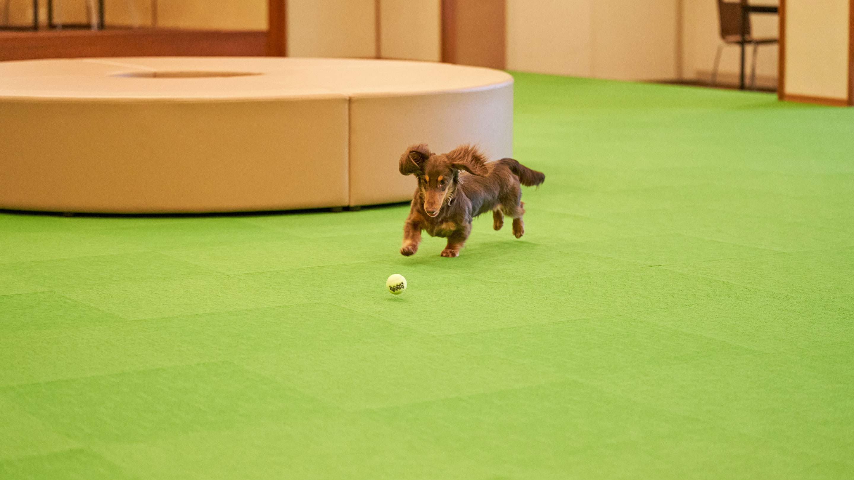 屋内ドッグランイメージ